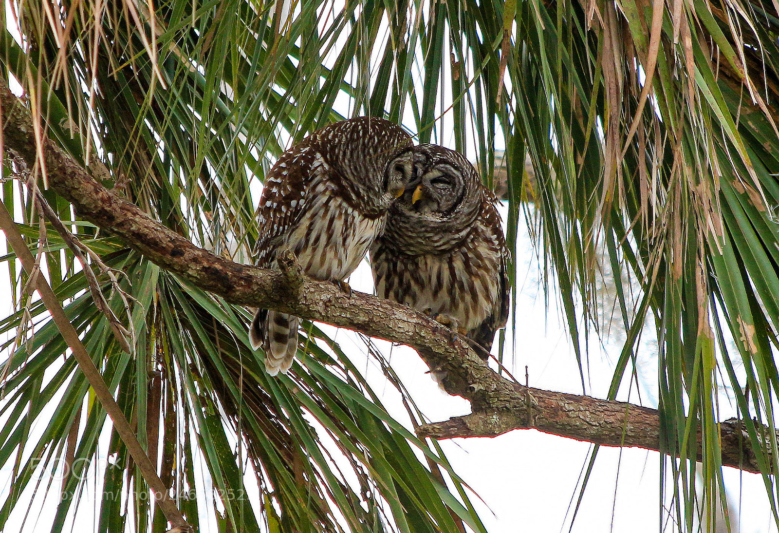 Canon EOS 650D (EOS Rebel T4i / EOS Kiss X6i) sample photo. Owl snuggle photography
