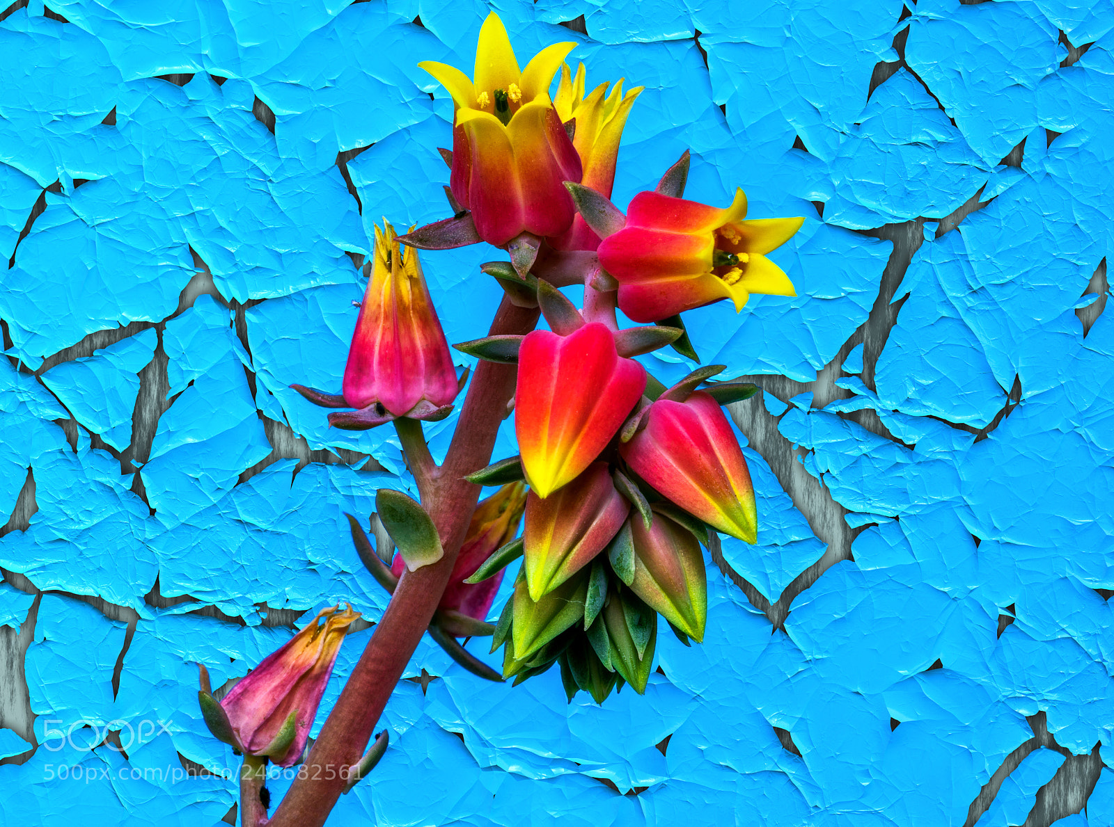 Sony a7R II sample photo. Succulent... photography