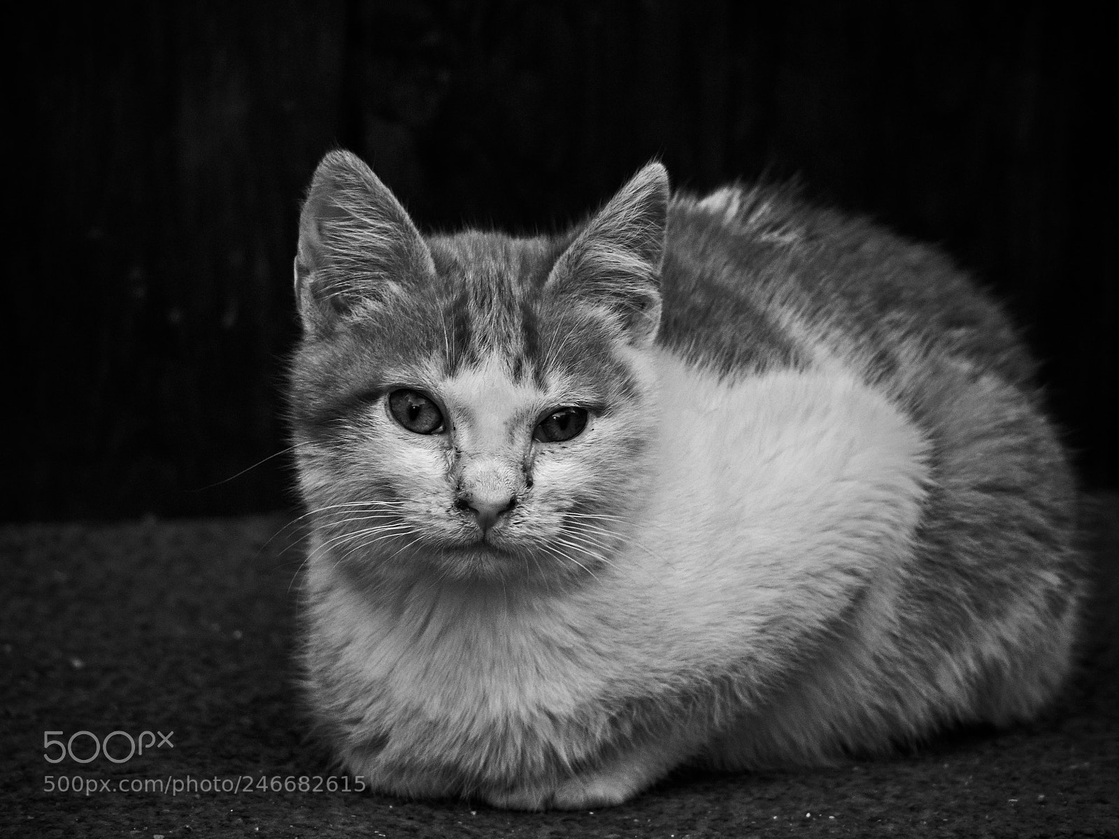 Olympus OM-D E-M10 II sample photo. El gato de ortells photography
