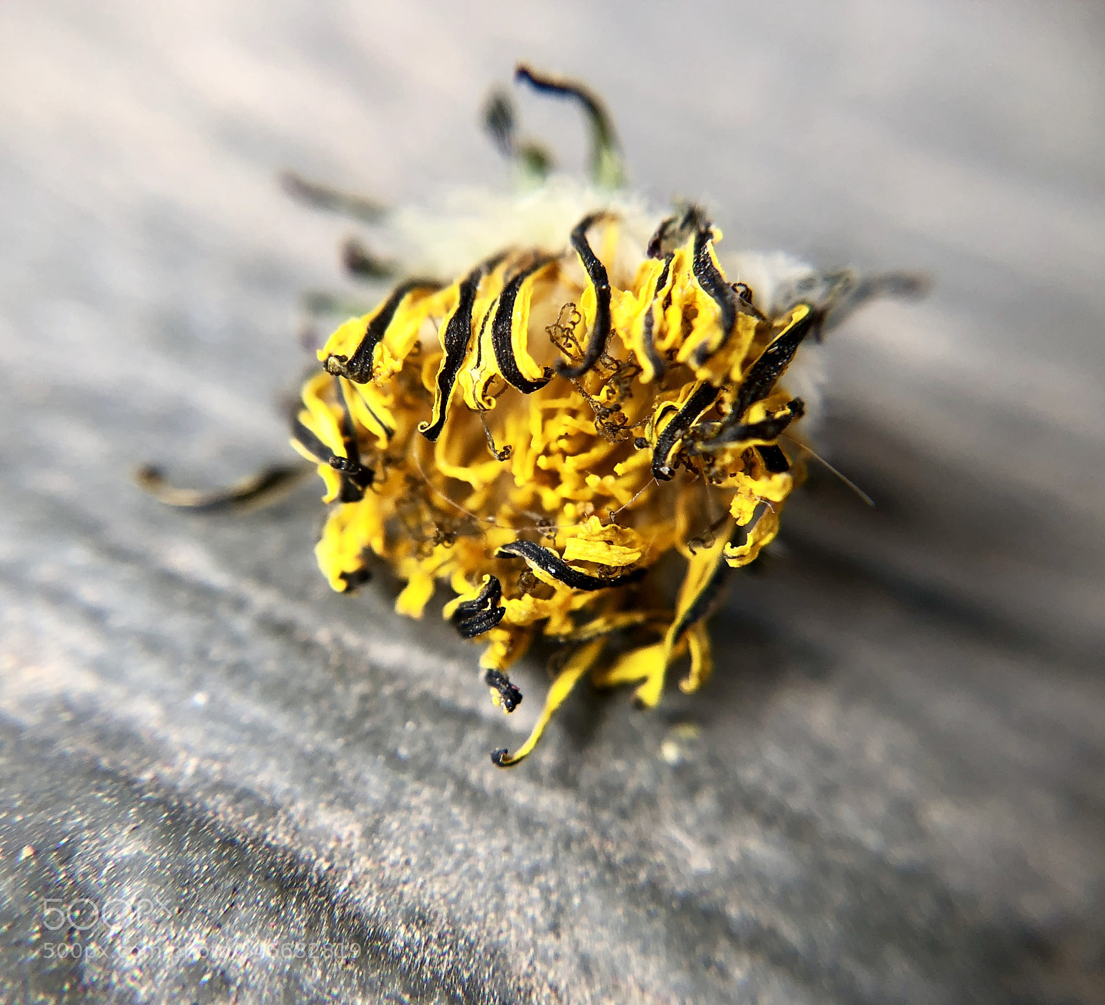 Apple iPhone X sample photo. Cause i love photography