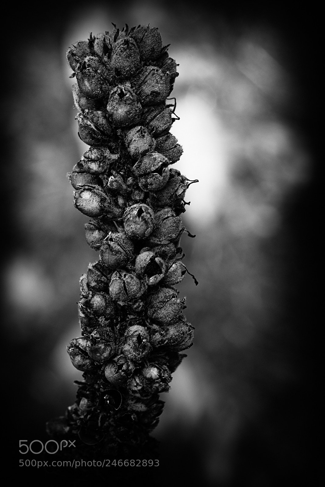 Fujifilm X-Pro2 sample photo. Untitled photography