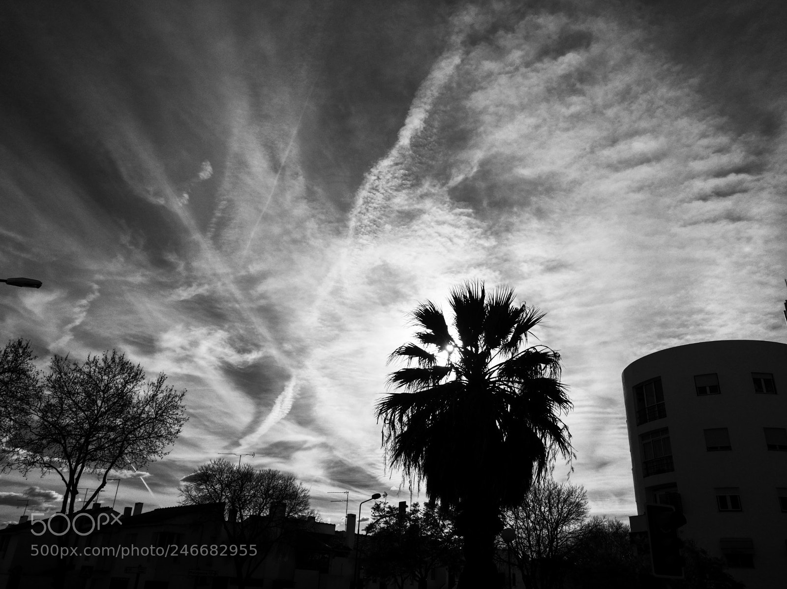 HUAWEI P9 sample photo. Palm tree photography