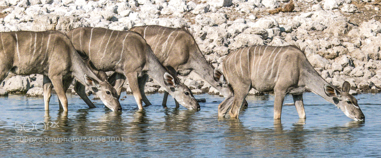 Panasonic Lumix DMC-FZ100 sample photo. Kudus on the waterhole photography