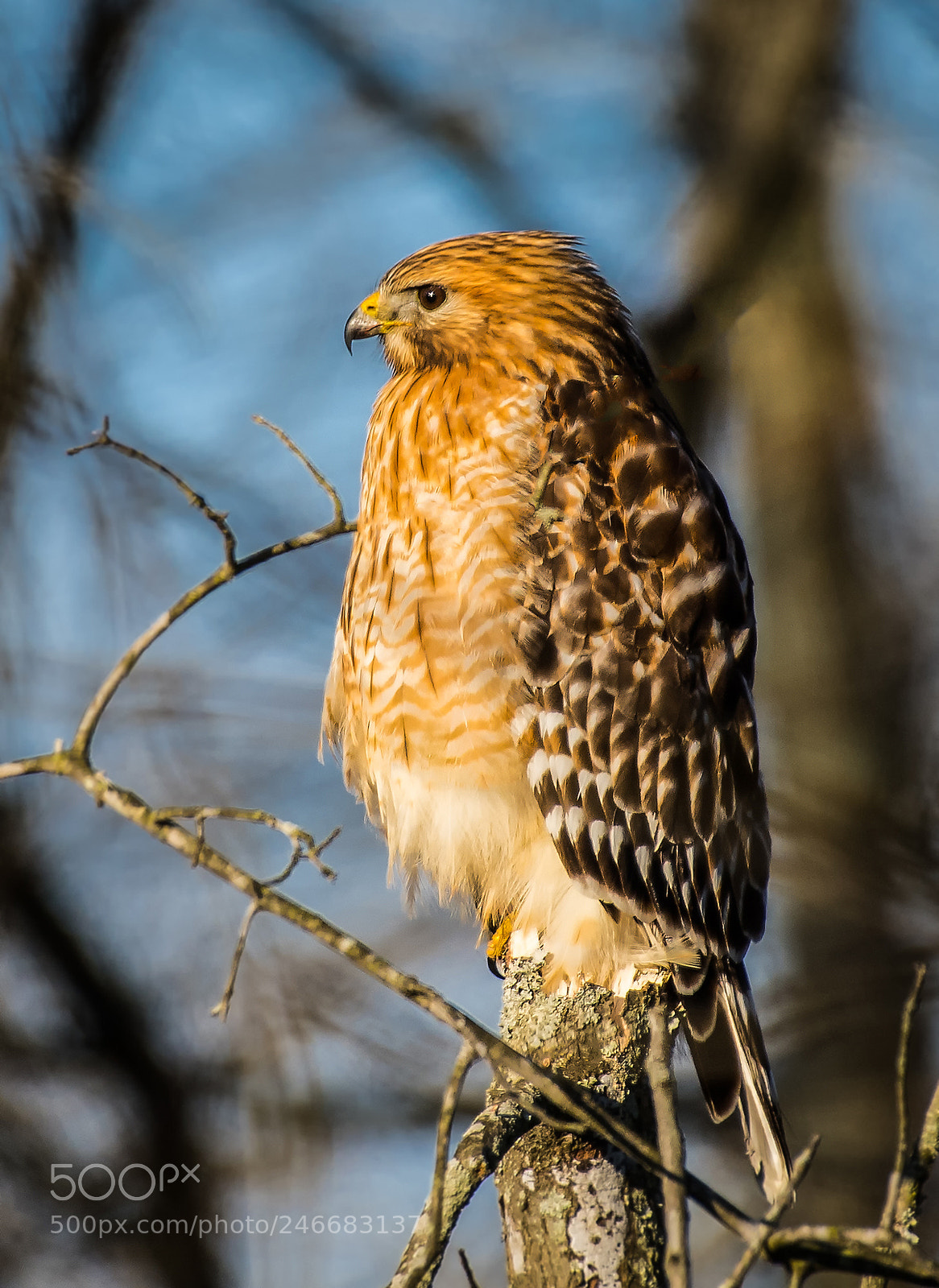 Nikon D850 sample photo. Red shouldered hawk photography