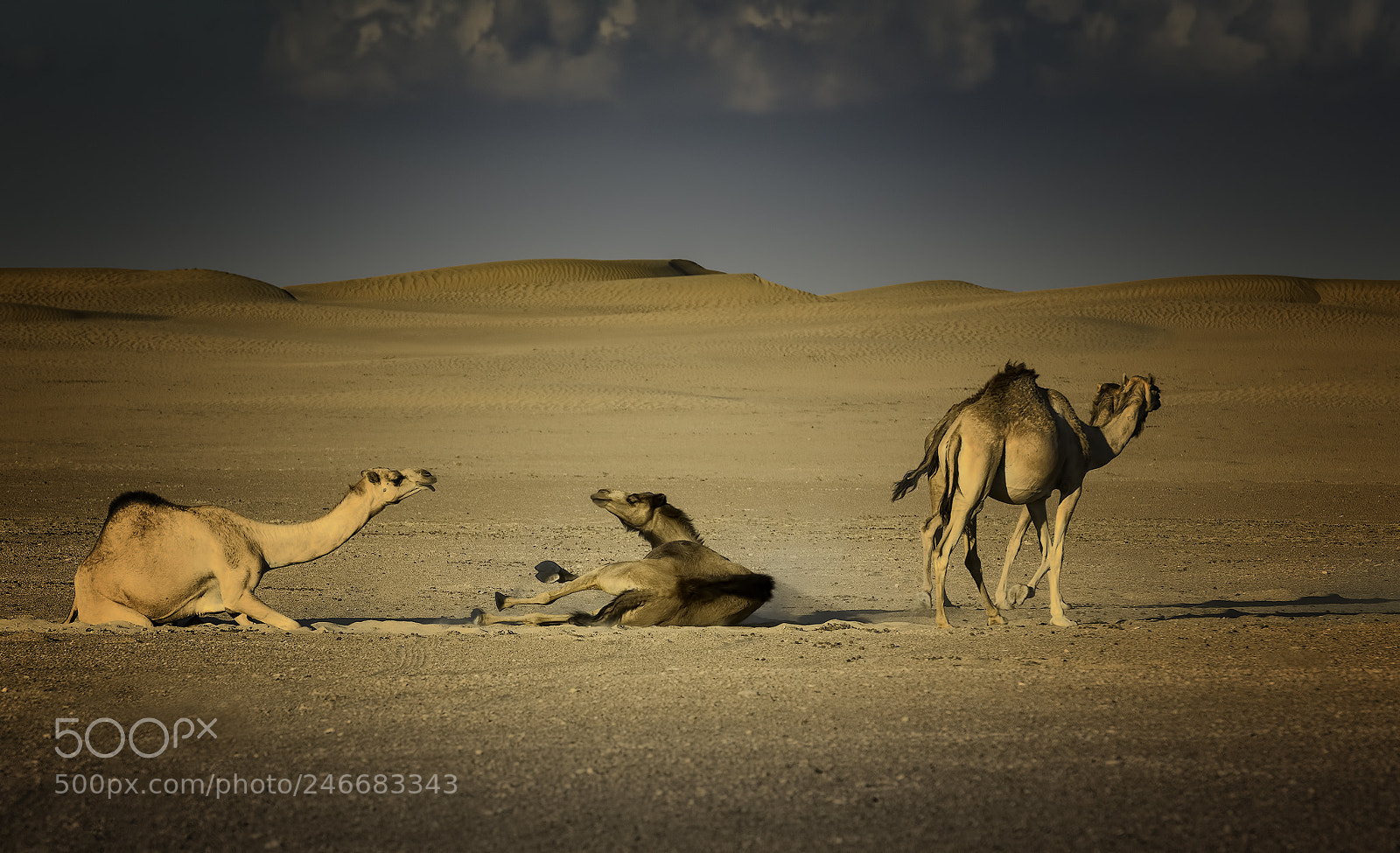 Nikon D800 sample photo. Camels resting. photography