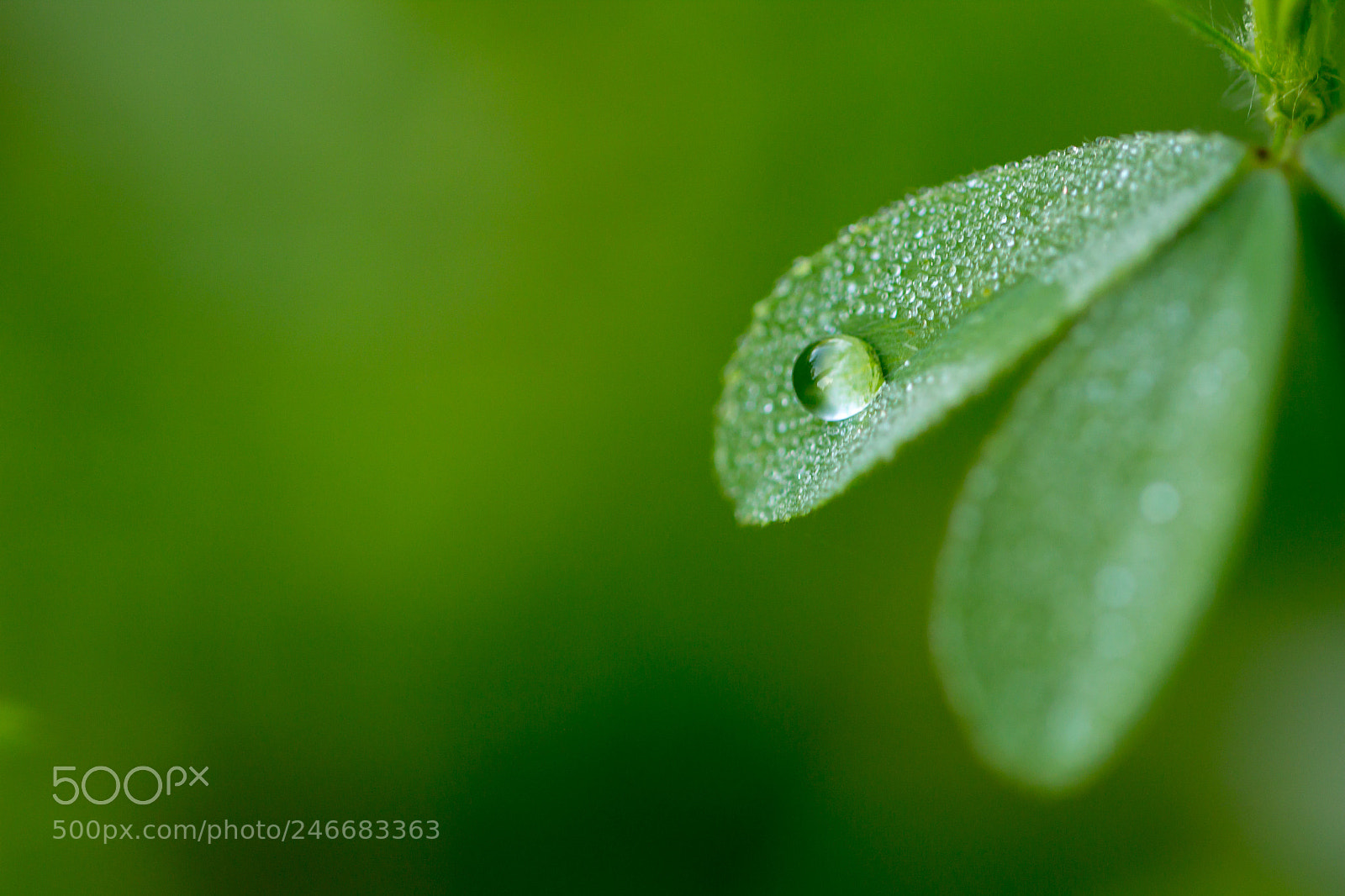 Canon EOS 60D sample photo. Par une fra che photography