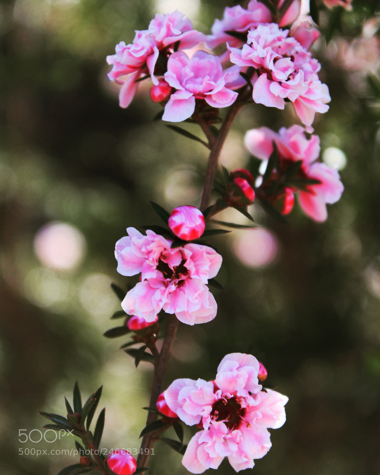 Canon EOS 700D (EOS Rebel T5i / EOS Kiss X7i) sample photo. Peppermint photography