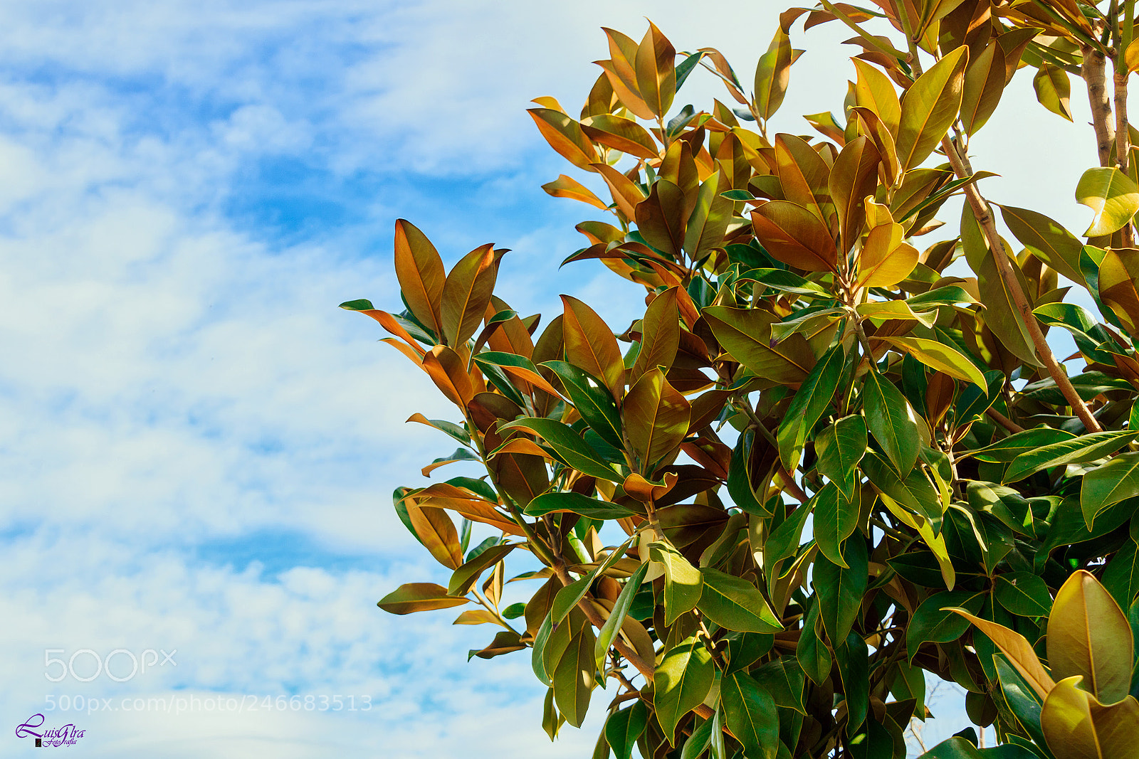Canon EOS 750D (EOS Rebel T6i / EOS Kiss X8i) sample photo. Colores photography