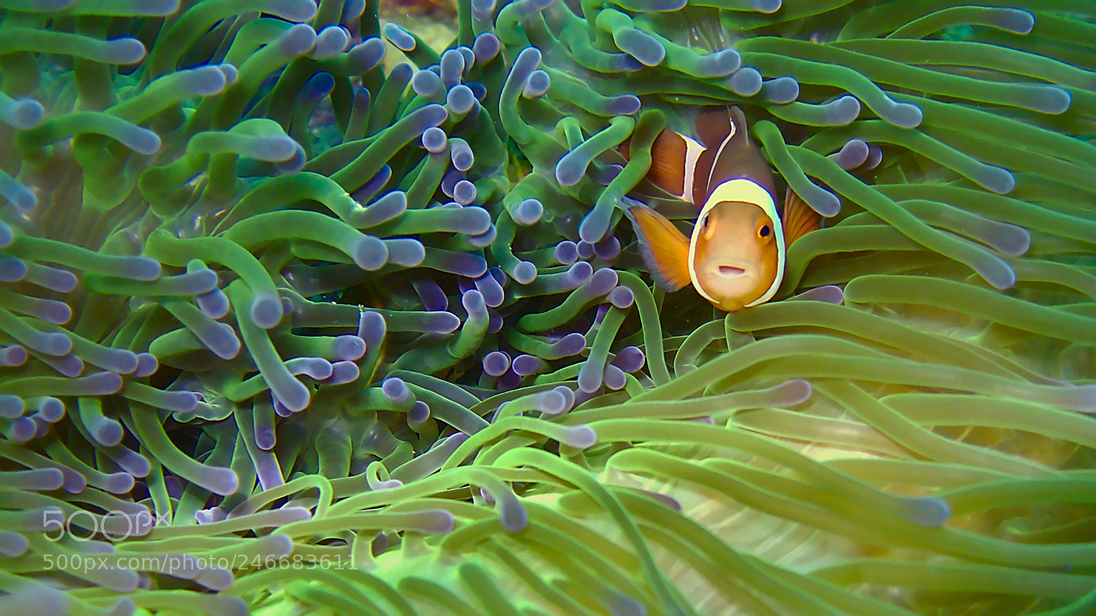 Canon PowerShot G15 sample photo. Anemonefish, south leyte/ philippines photography