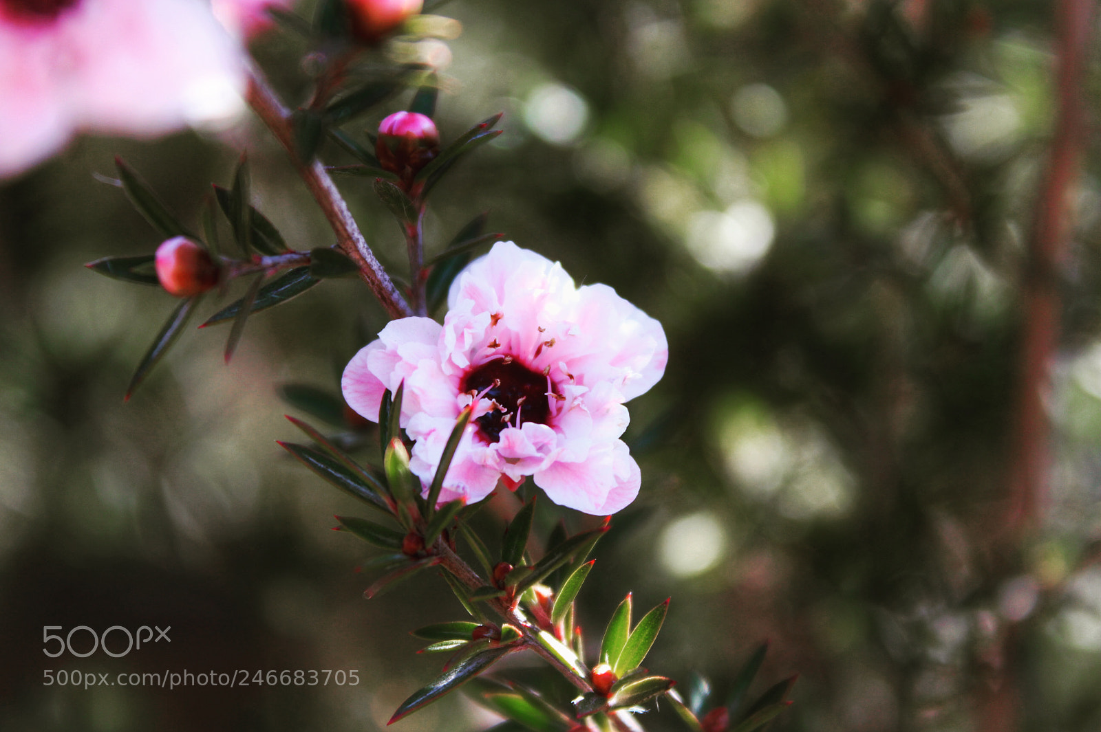Canon EOS 700D (EOS Rebel T5i / EOS Kiss X7i) sample photo. Blossom photography