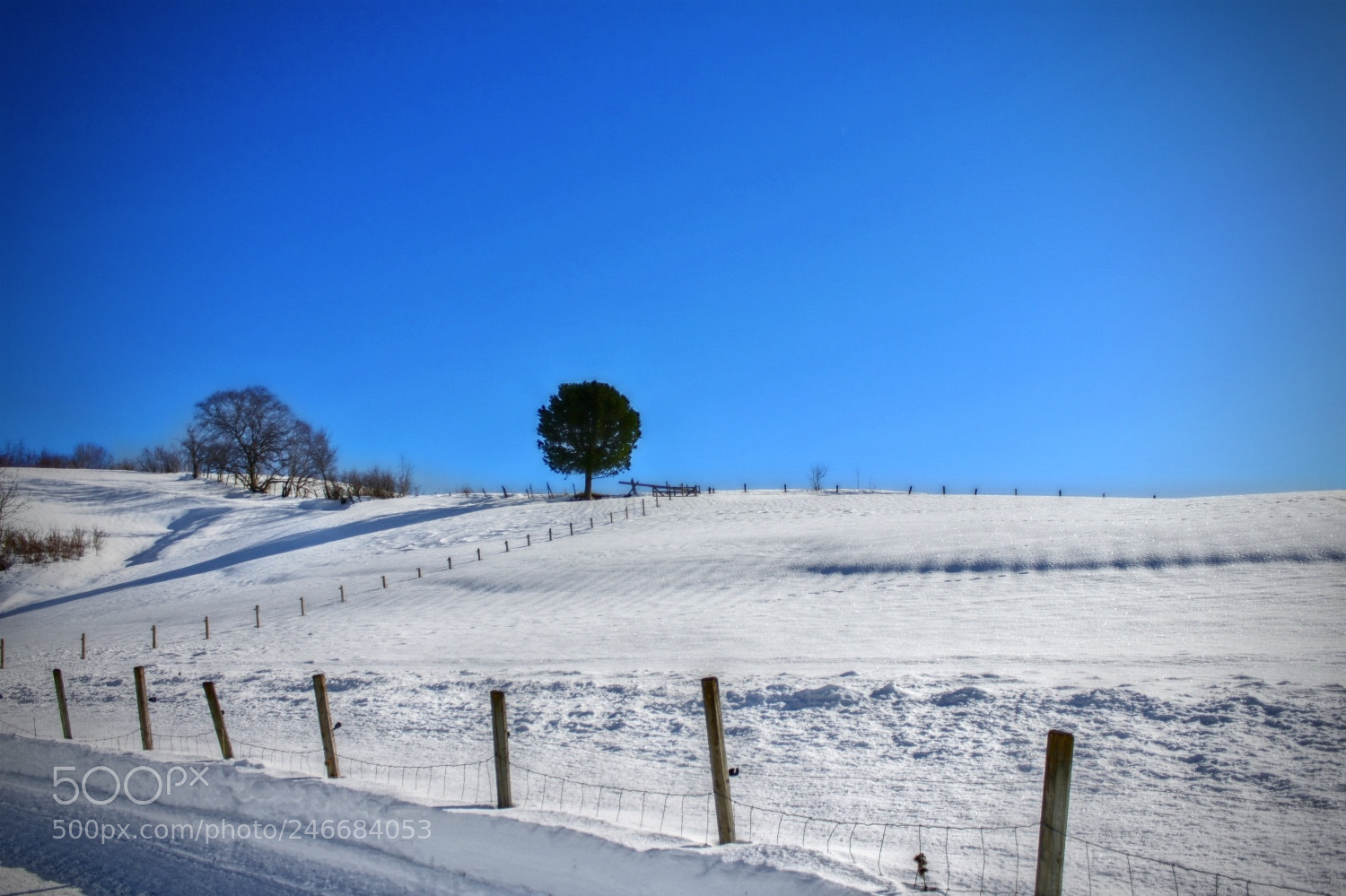 Canon EOS 500D (EOS Rebel T1i / EOS Kiss X3) sample photo. Winter beauty photography