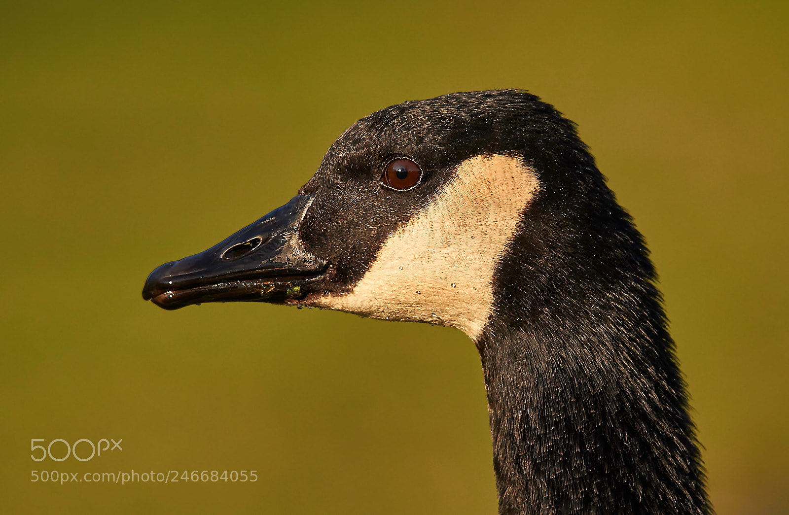 Sony SLT-A58 sample photo. Canada goose photography