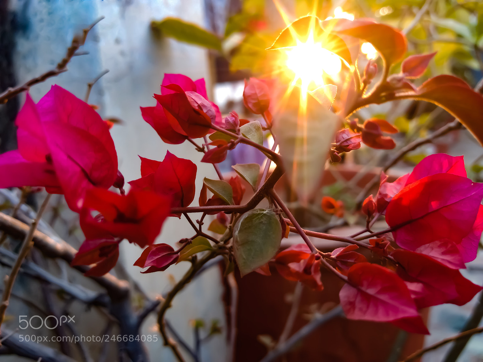 Motorola Moto G (4) sample photo. Bloom photography