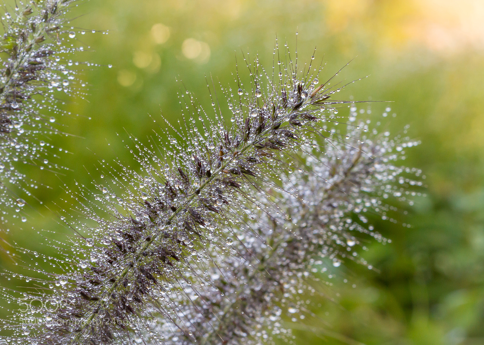 Canon EOS 7D sample photo. All wet photography