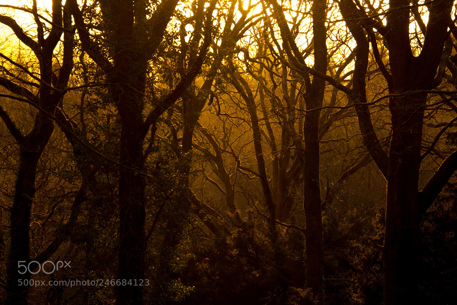 Canon EOS 650D (EOS Rebel T4i / EOS Kiss X6i) sample photo. Morning in the forest photography