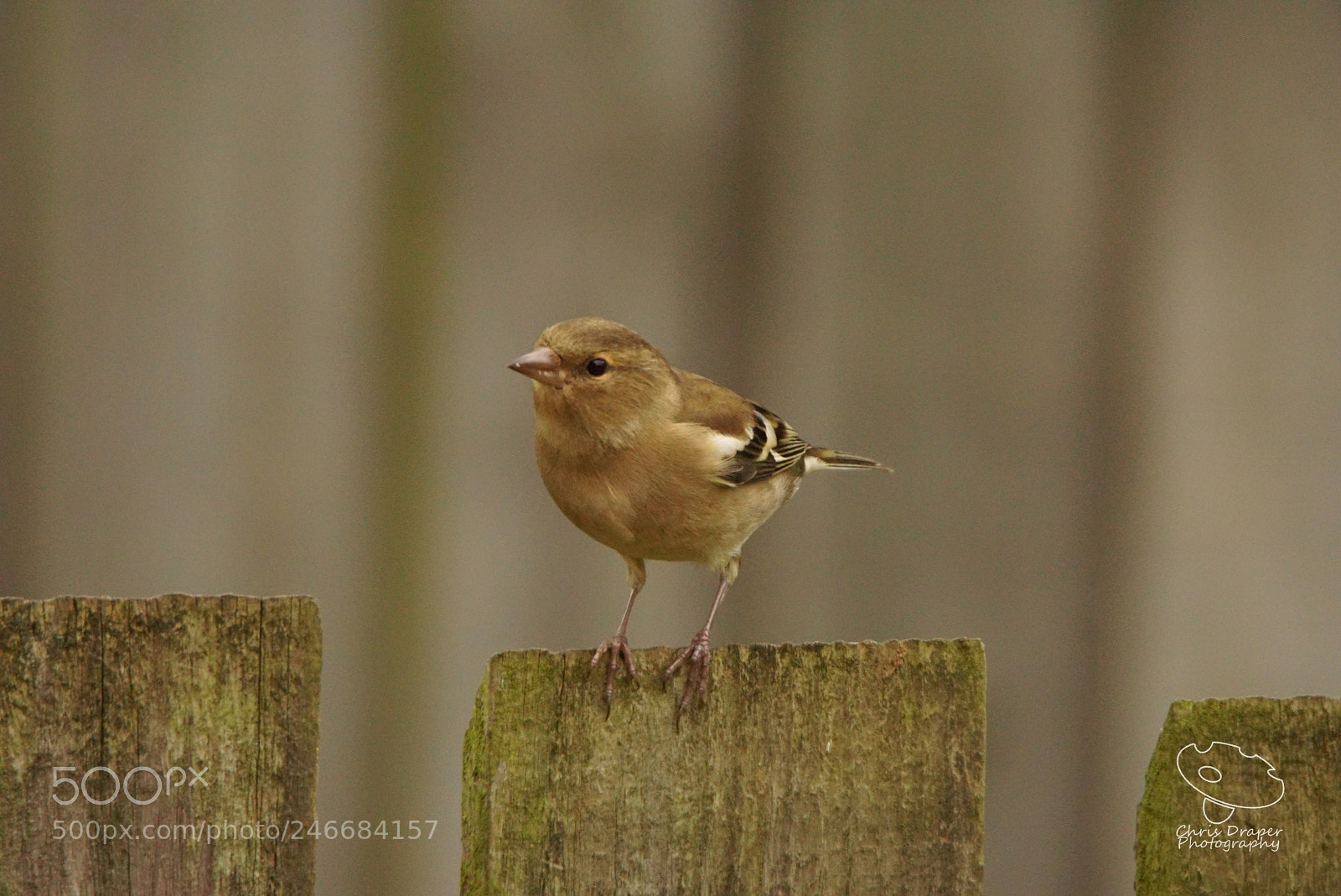 Sony ILCA-77M2 sample photo. Back garden chaffinch  photography