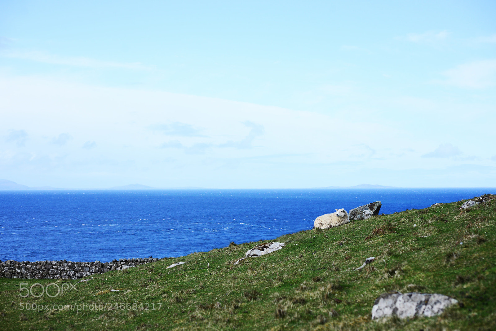 Nikon D600 sample photo. Lord of sheep photography