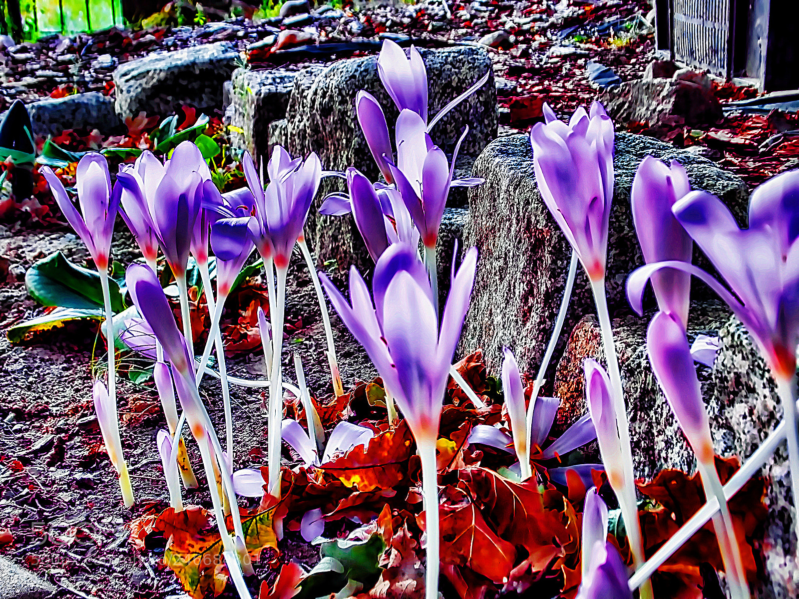 Nikon Coolpix L810 sample photo. ... spring will come ... photography