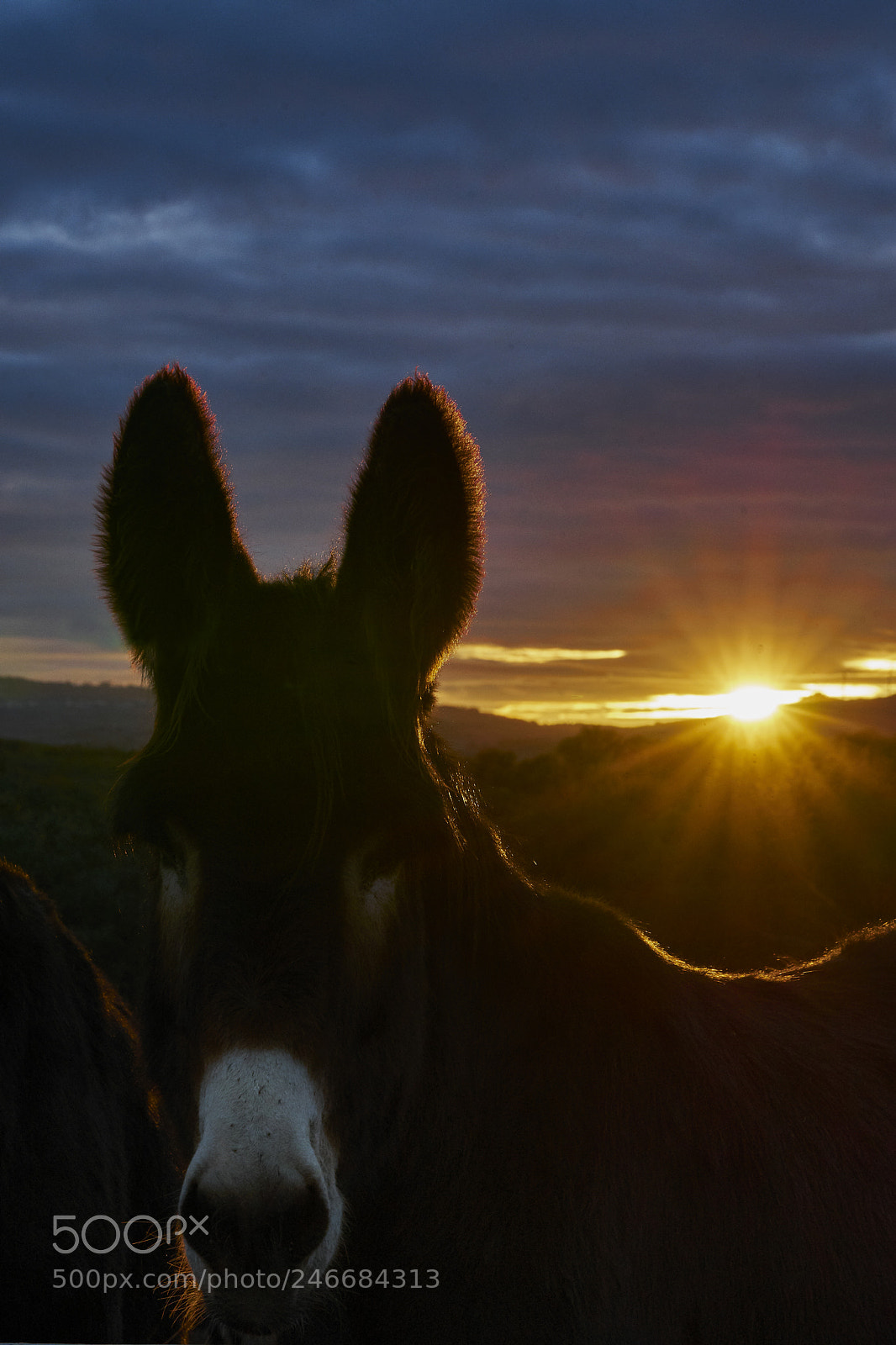 Sony a7 II sample photo. Burro mirandês photography