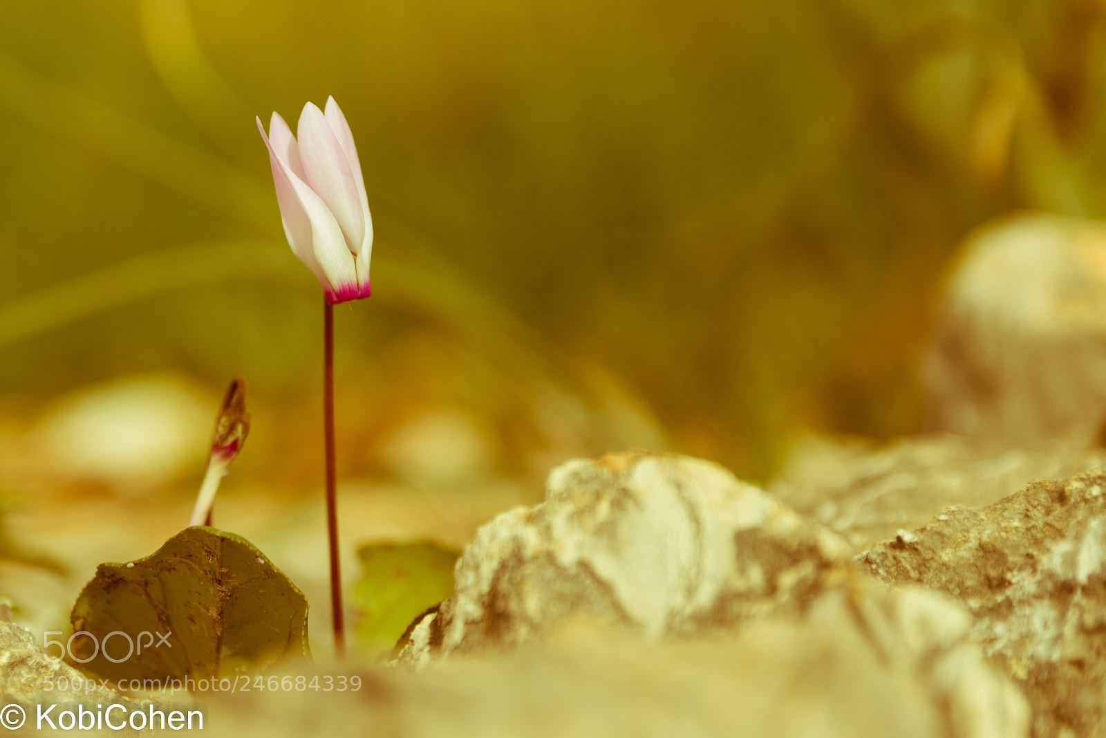 Nikon D5600 sample photo. Anemone flower photography