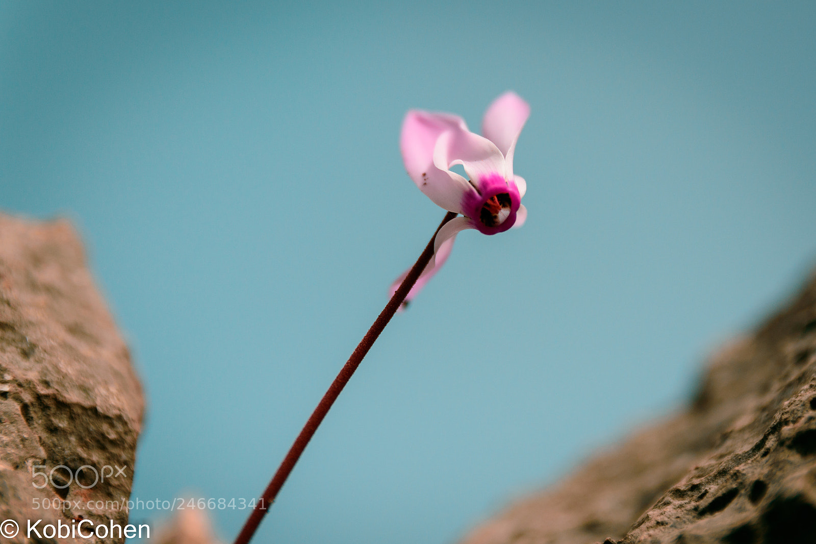 Nikon D5600 sample photo. Anemone to the sky photography