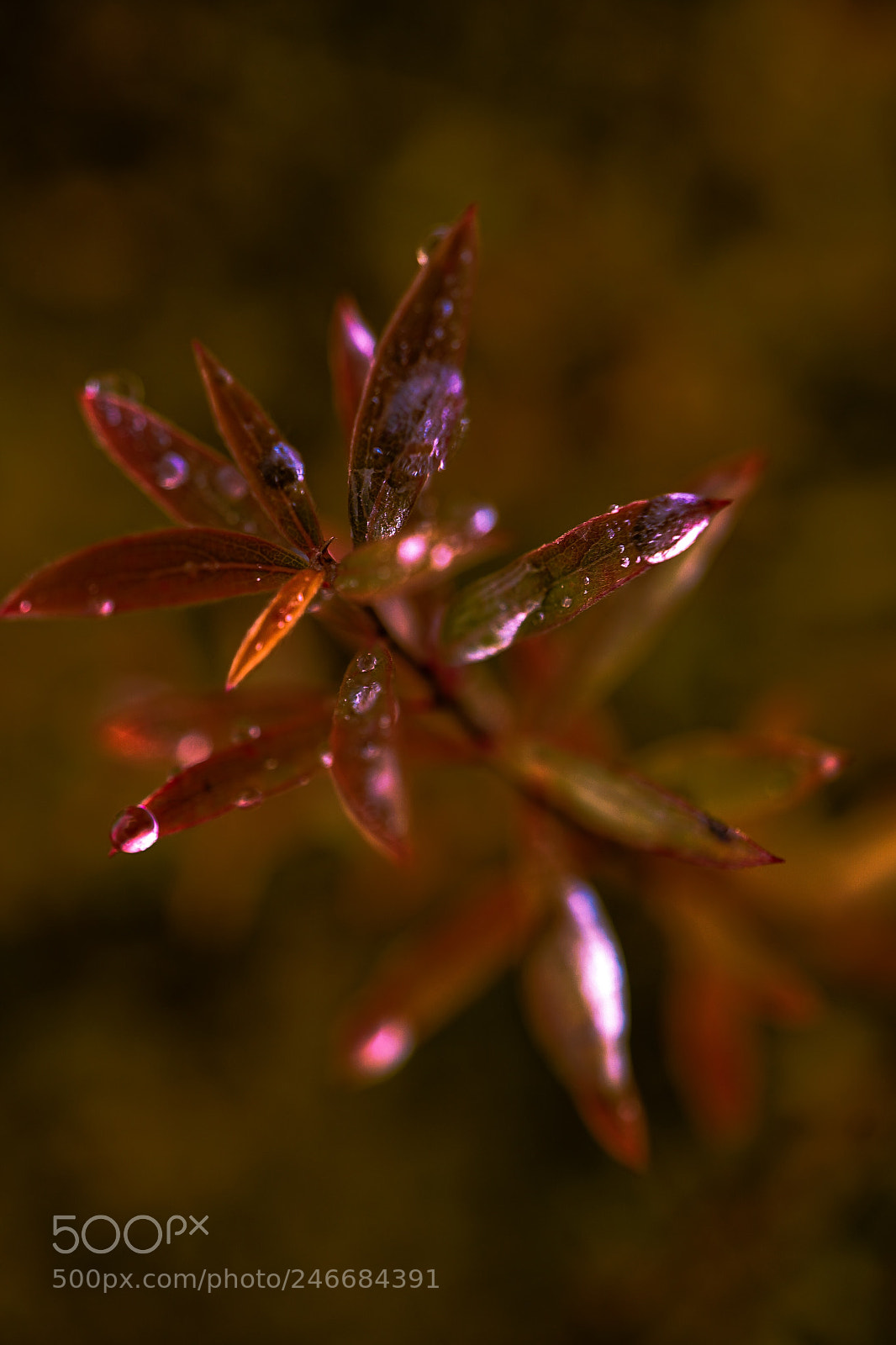 Sony a7 II sample photo. "per te" photography