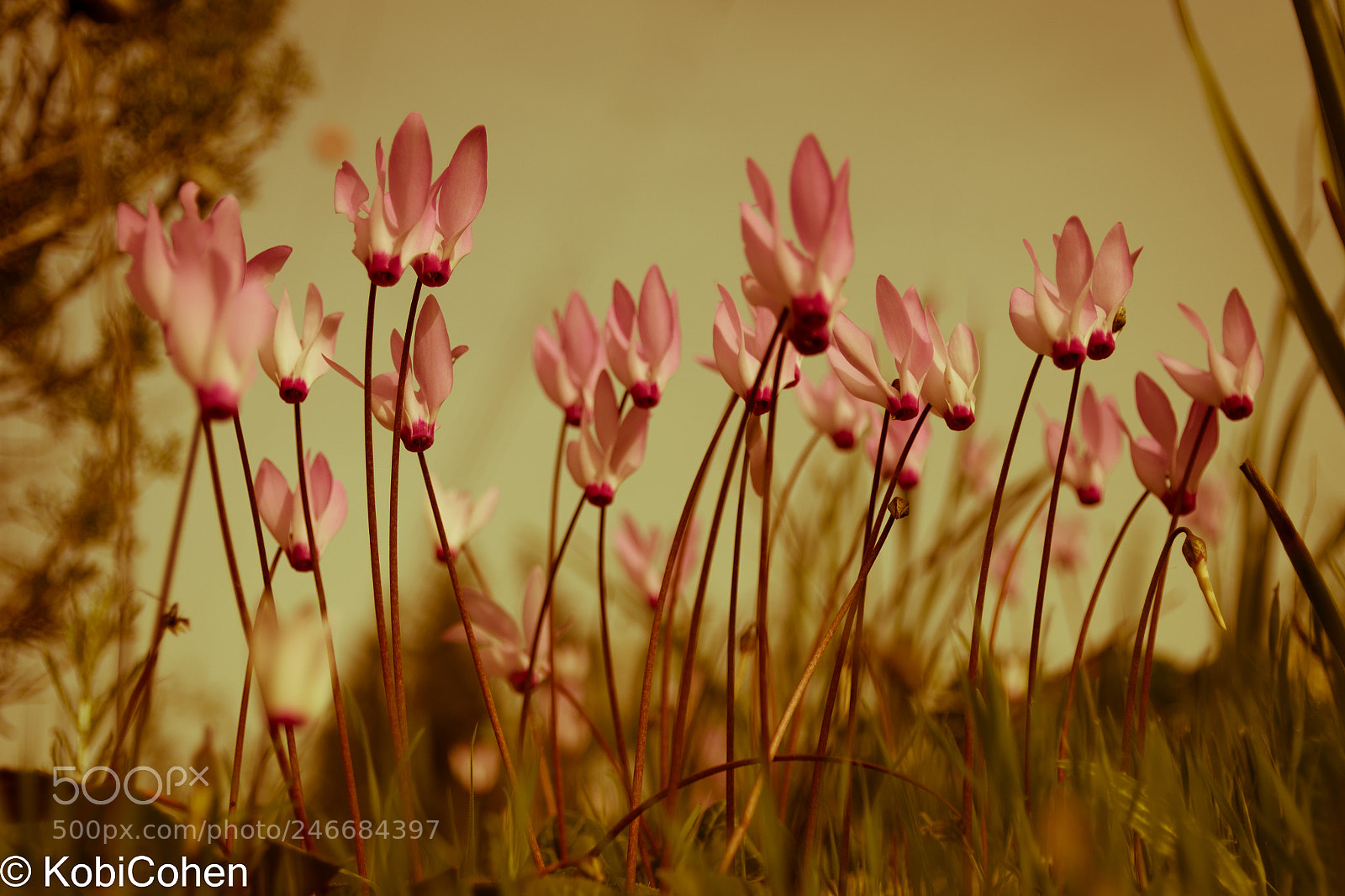 Nikon D5600 sample photo. Anemone group photography