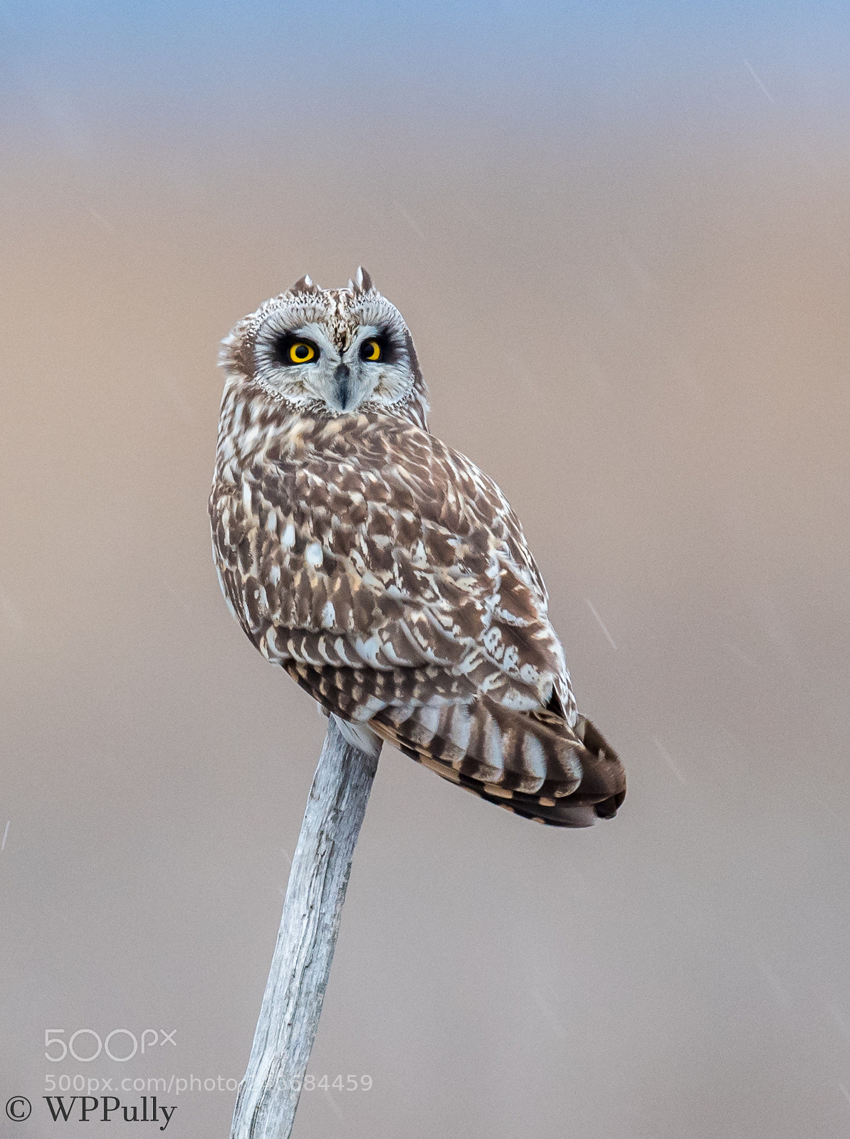 Nikon D5 sample photo. Short-eared owl photography