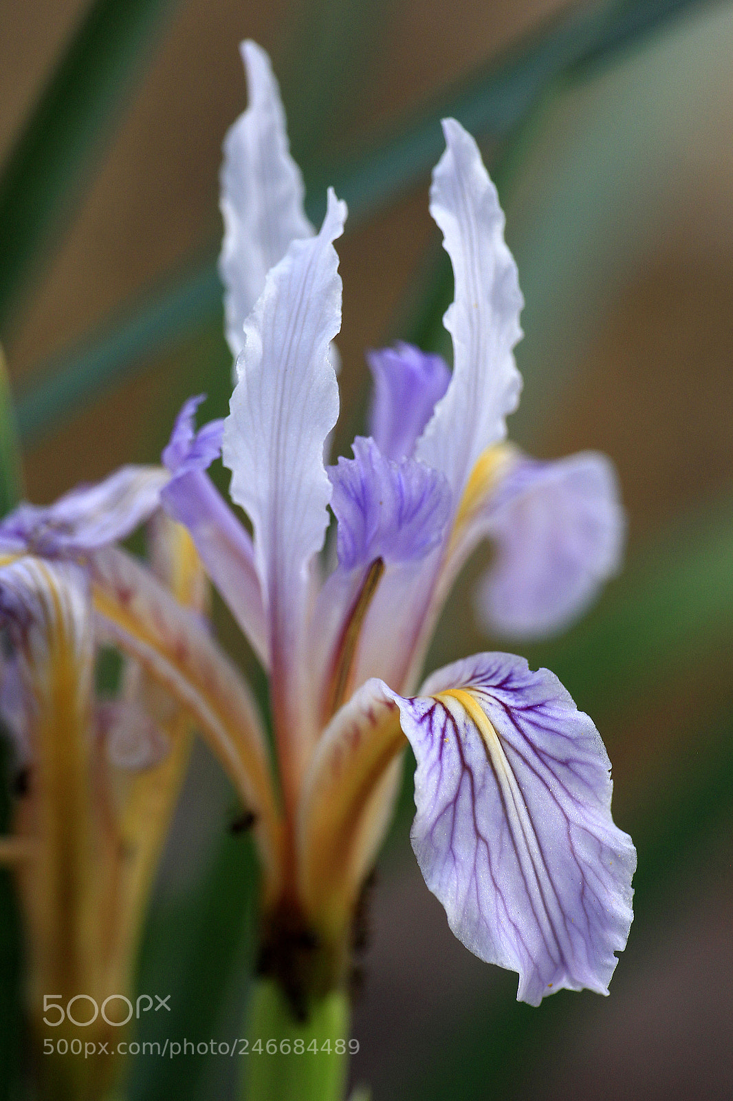 Canon EOS 60D sample photo. Mg photography