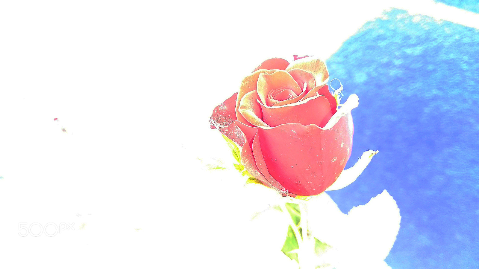 Xiaomi Redmi Note 4 sample photo. Rose photography
