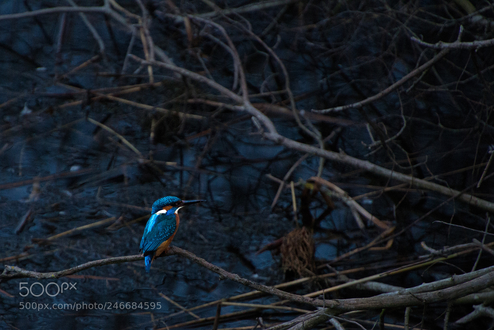 Canon EOS 650D (EOS Rebel T4i / EOS Kiss X6i) sample photo. Kingfisher at dusk photography