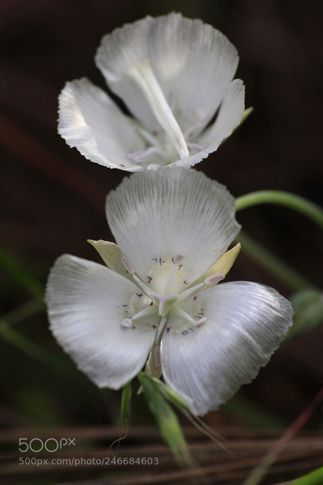 Canon EOS 60D sample photo. Mg photography