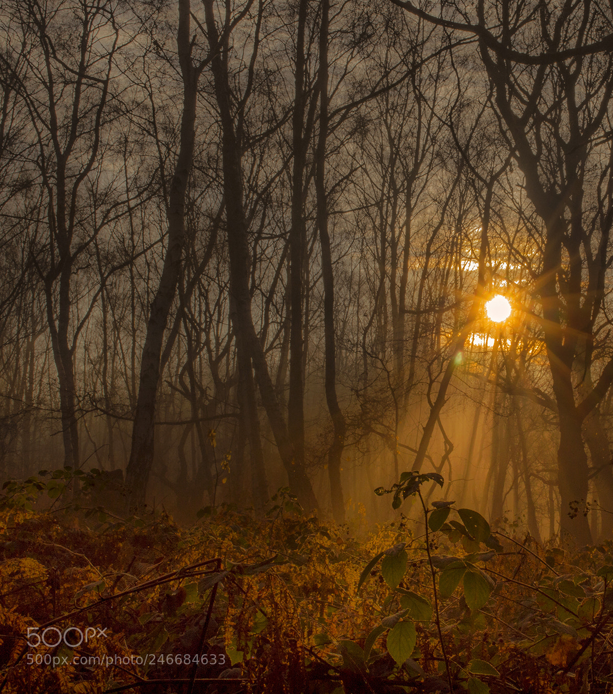 Nikon D3200 sample photo. Golden dawn photography