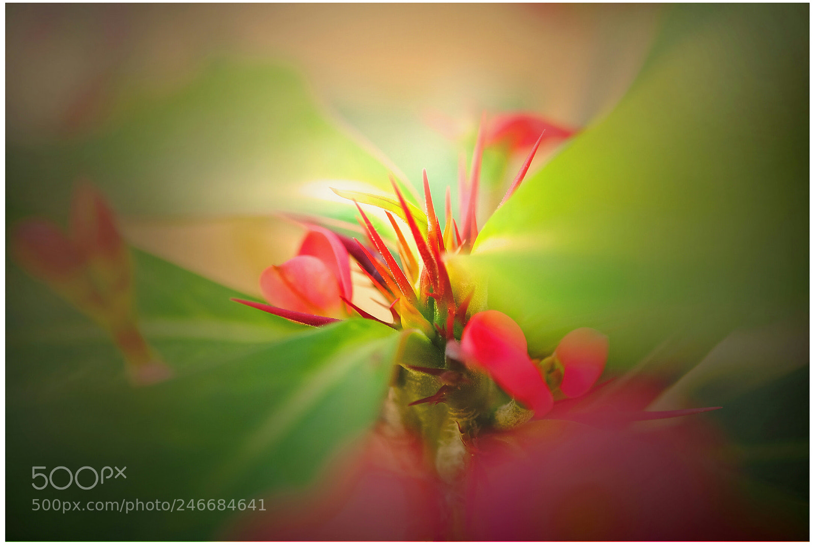 Fujifilm X-T1 sample photo. Small flowers photography