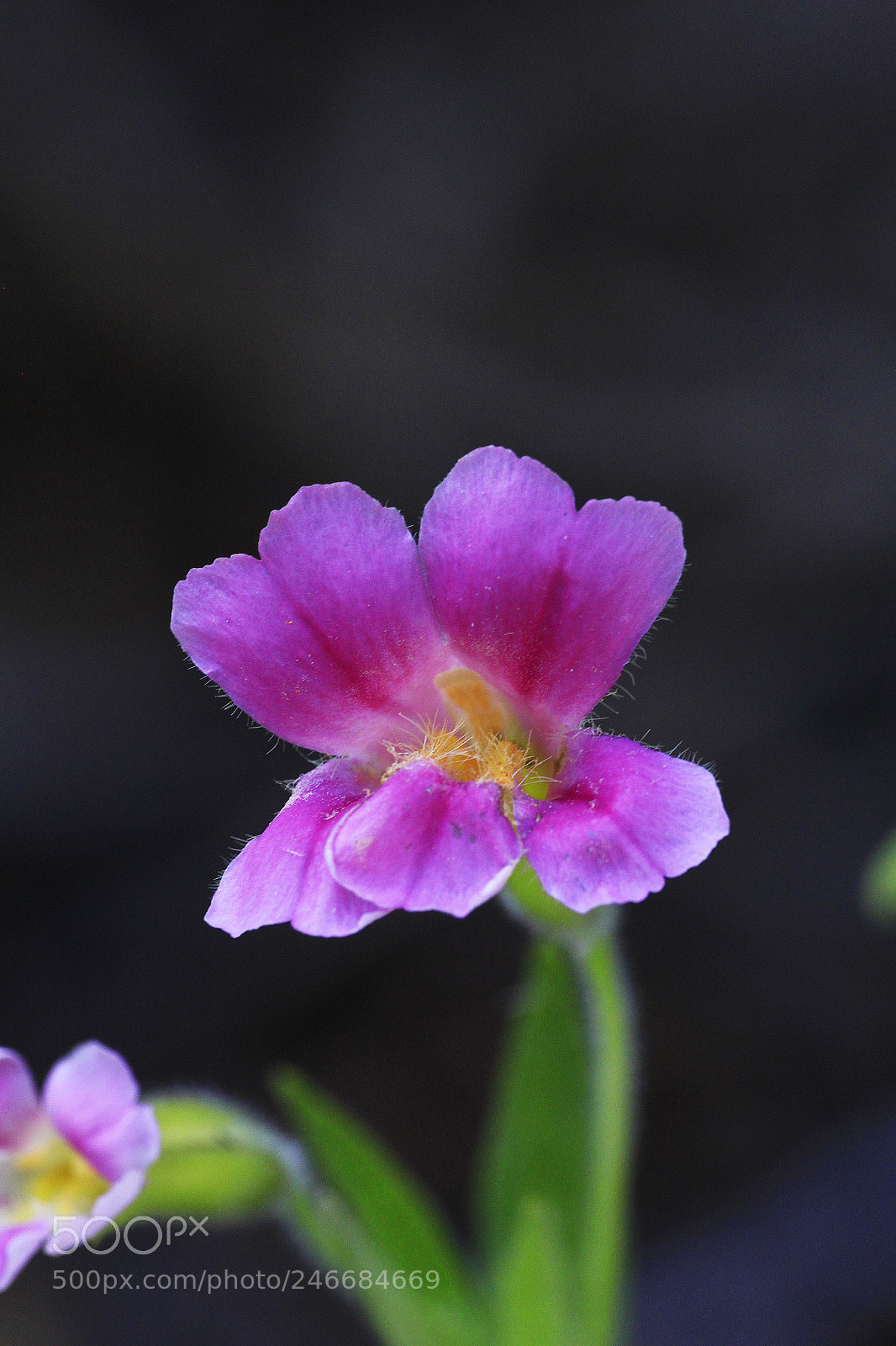 Canon EOS 60D sample photo. Mg photography