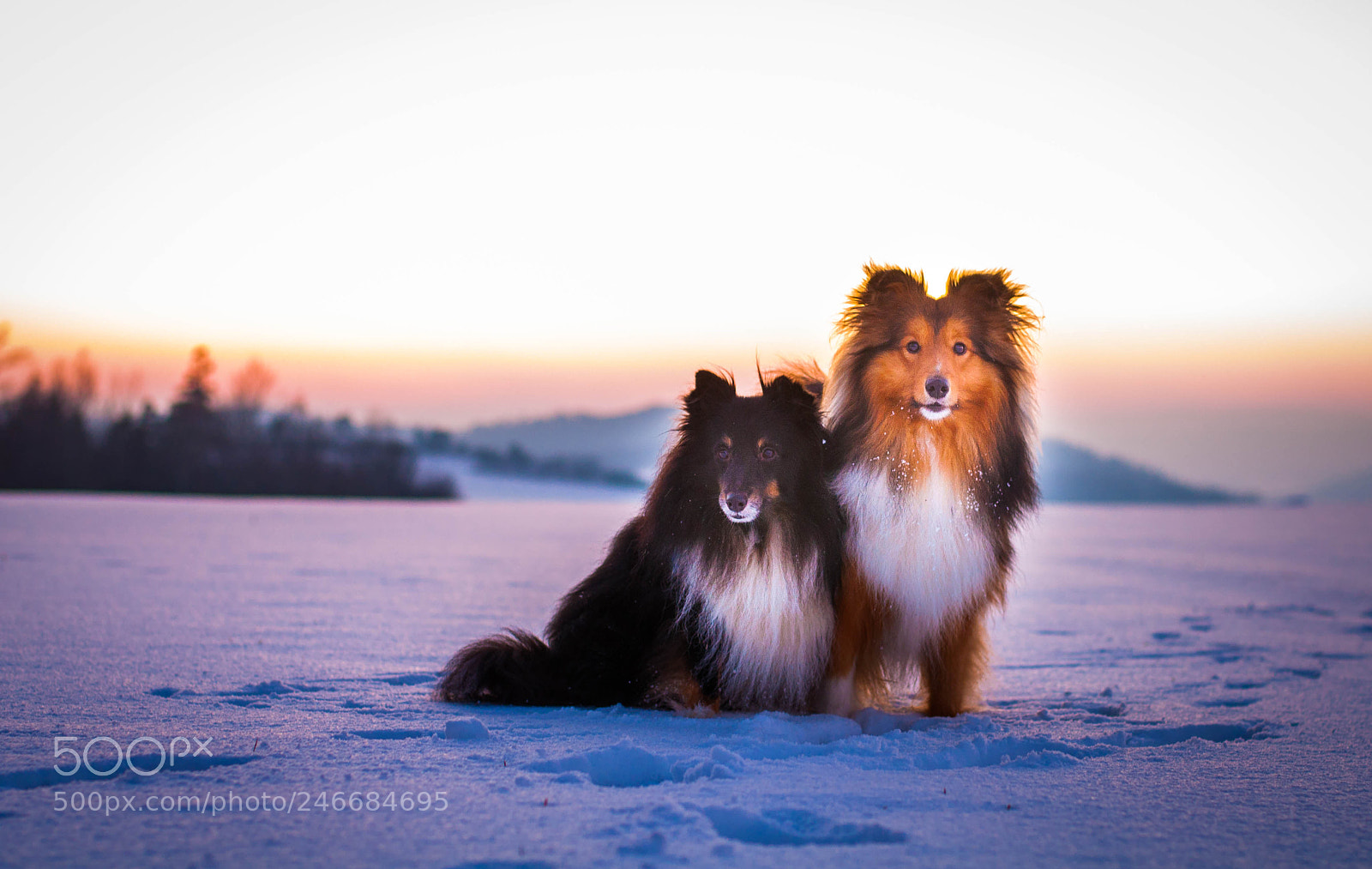 Nikon D5000 sample photo. Shelties photography