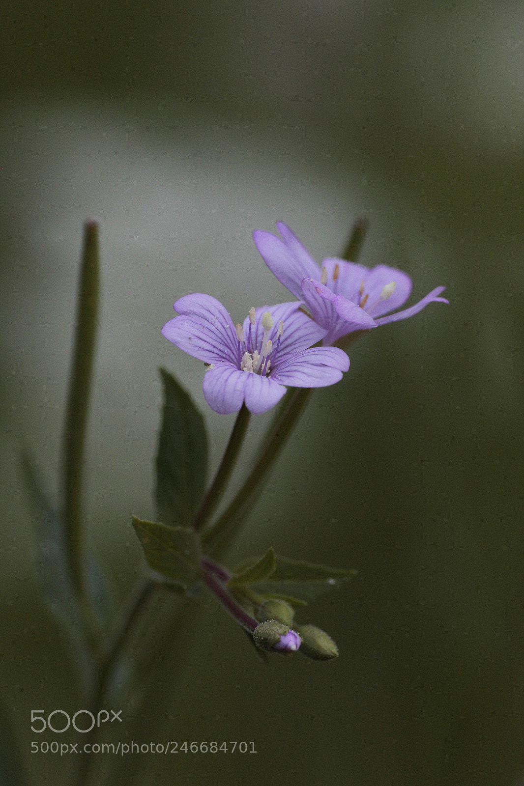 Canon EOS 60D sample photo. Mg photography
