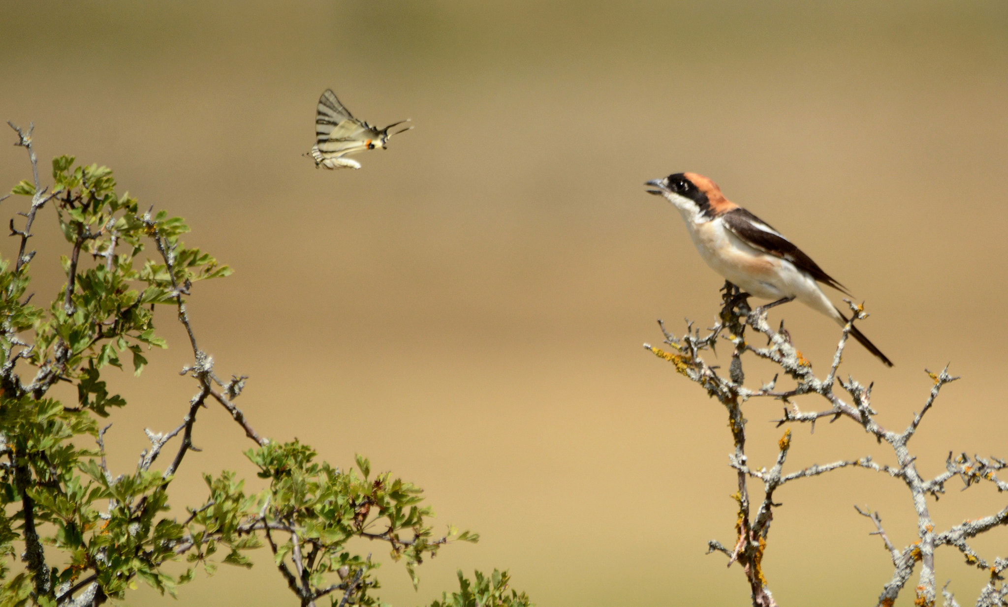 Nikon D7100 sample photo. Woodchat shrike vs butterfly photography