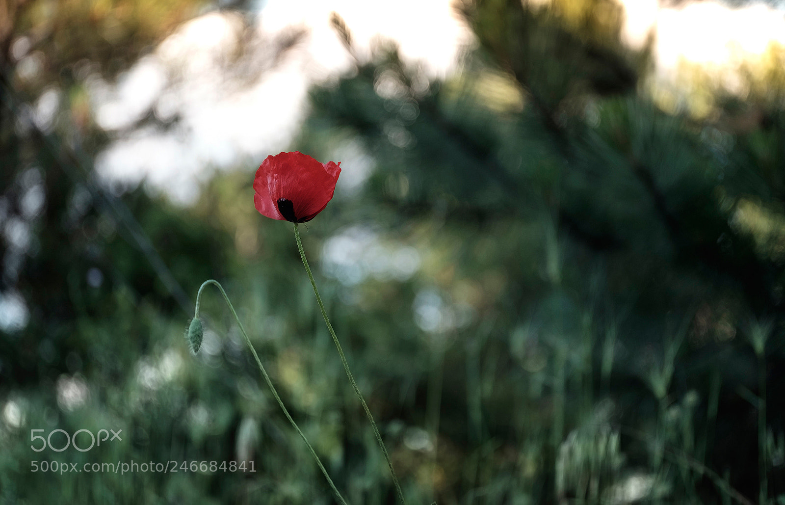 Fujifilm X-T1 sample photo. Dsf photography