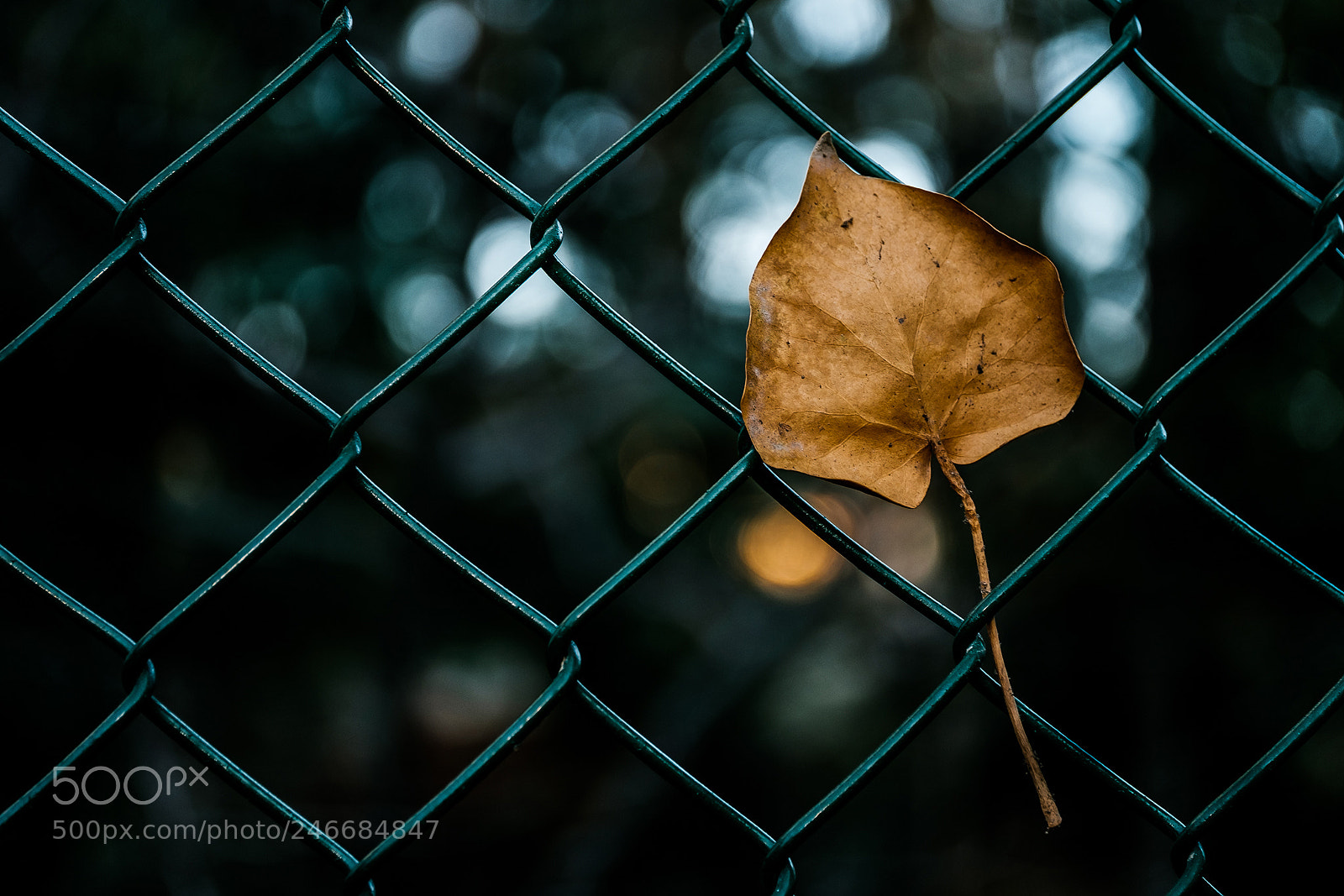 Fujifilm X-T2 sample photo. Dscf photography