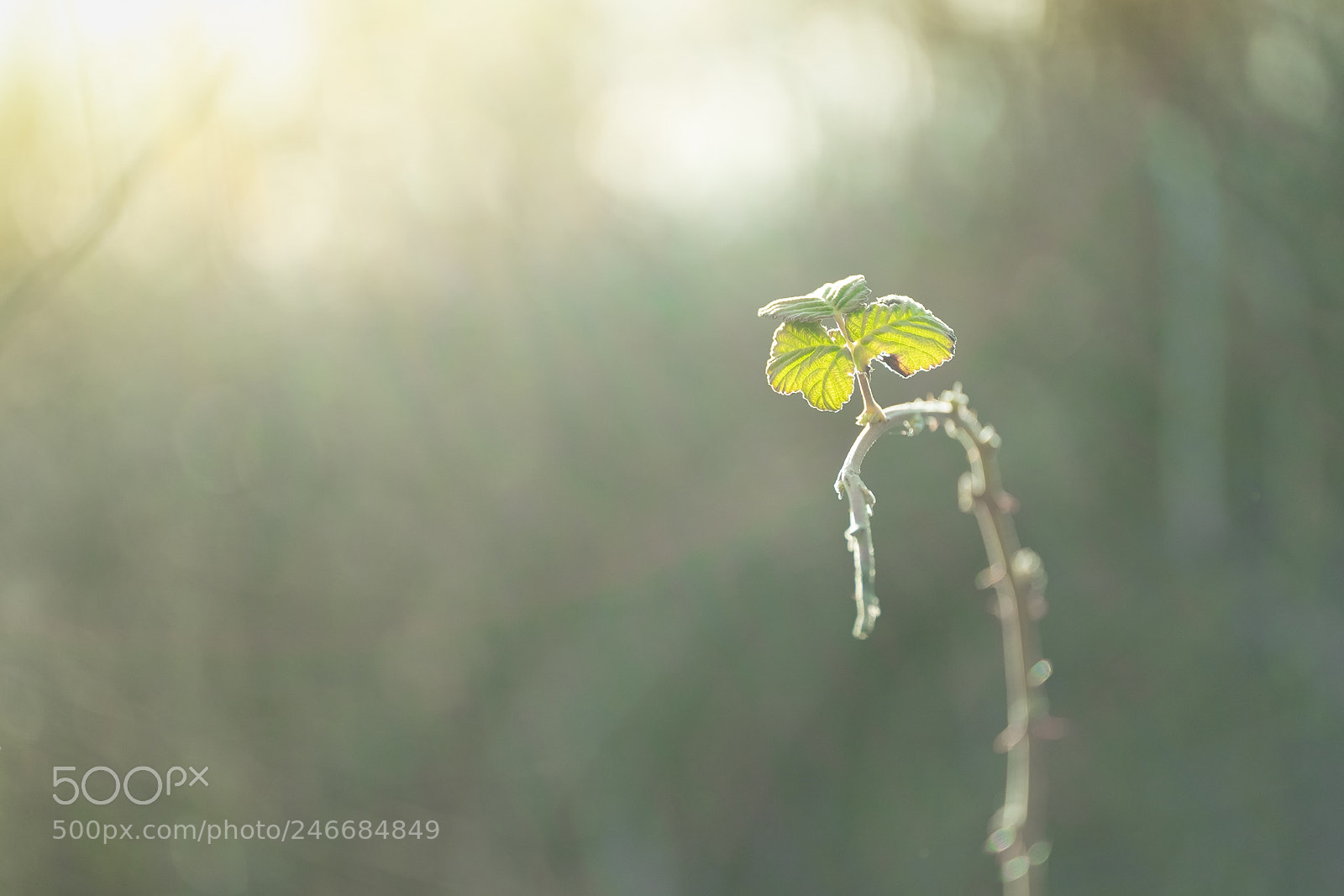Fujifilm X-T1 sample photo. Dsf photography