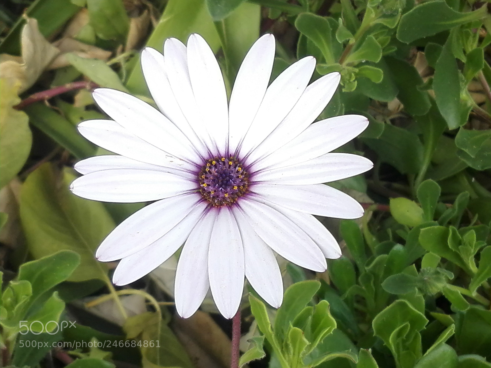 HUAWEI P8 Lite sample photo. Simple things photography