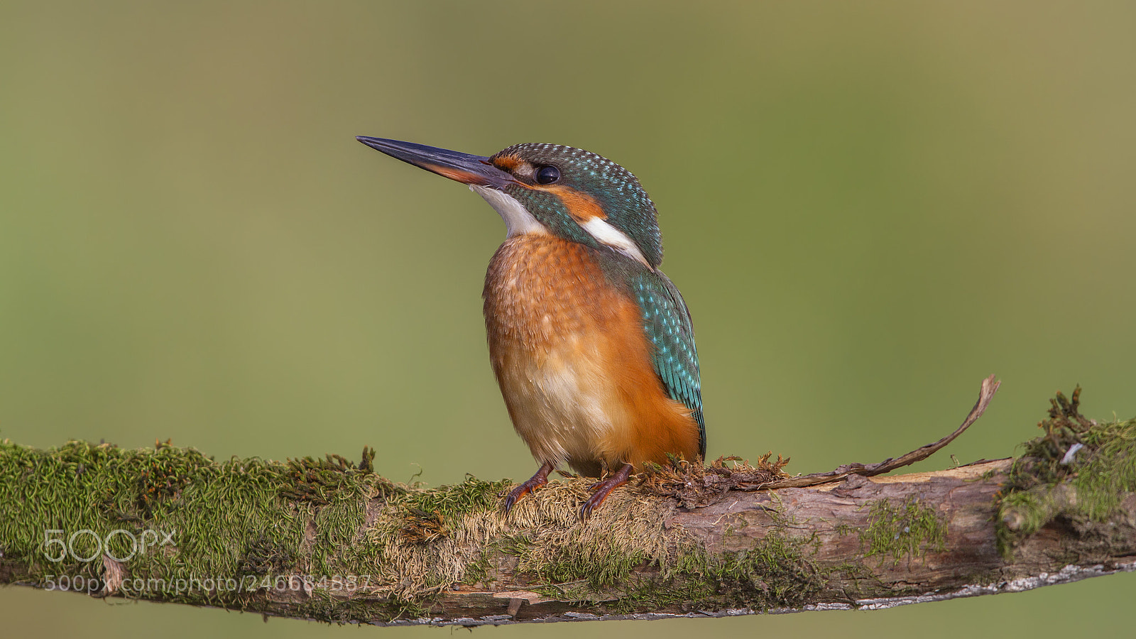 Canon EOS 7D sample photo. Kingfisher photography