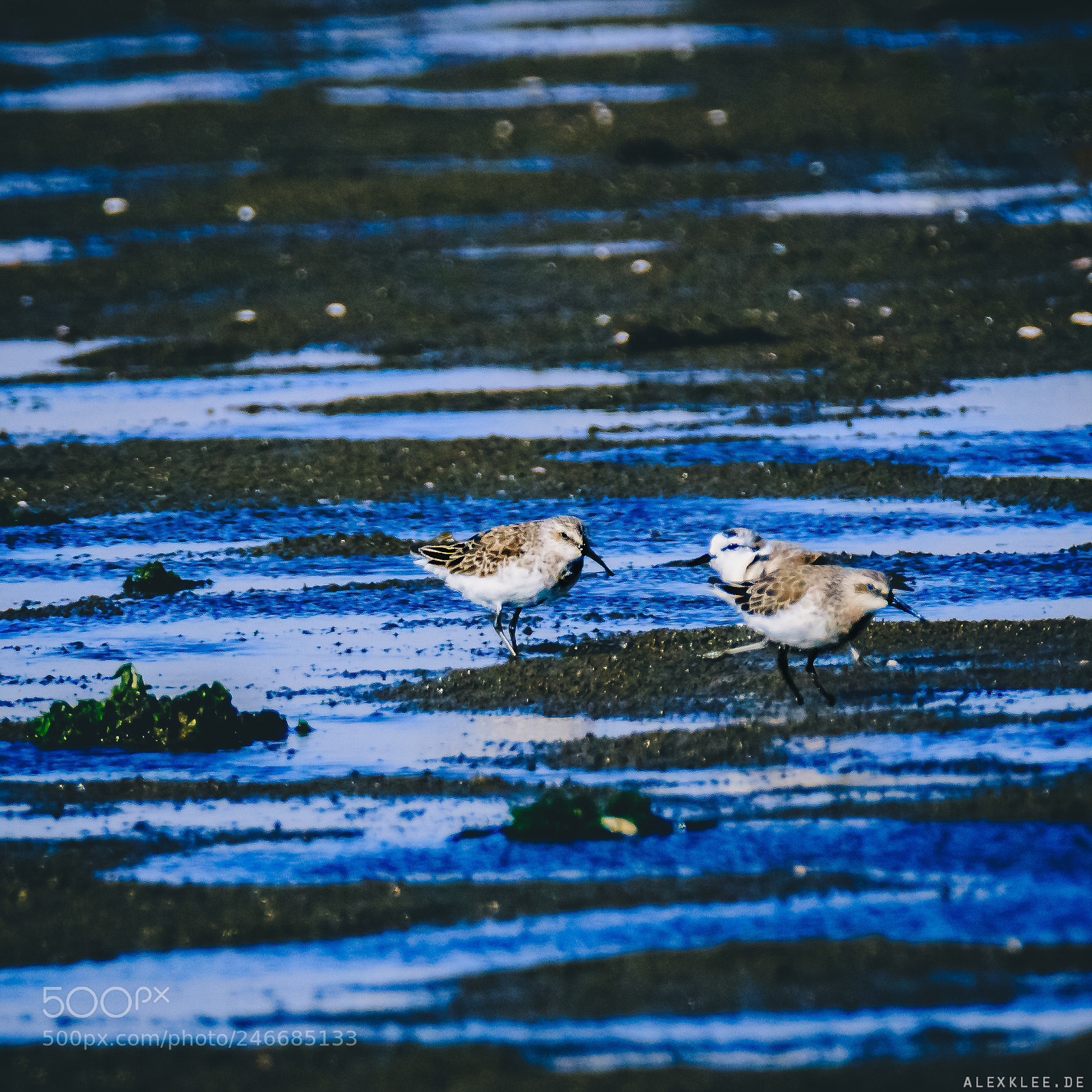 Canon EOS 7D Mark II sample photo. The curlew sandpiper photography
