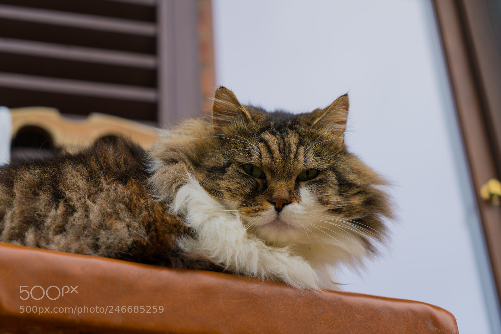 Sony a7R II sample photo. Cat on the chair photography