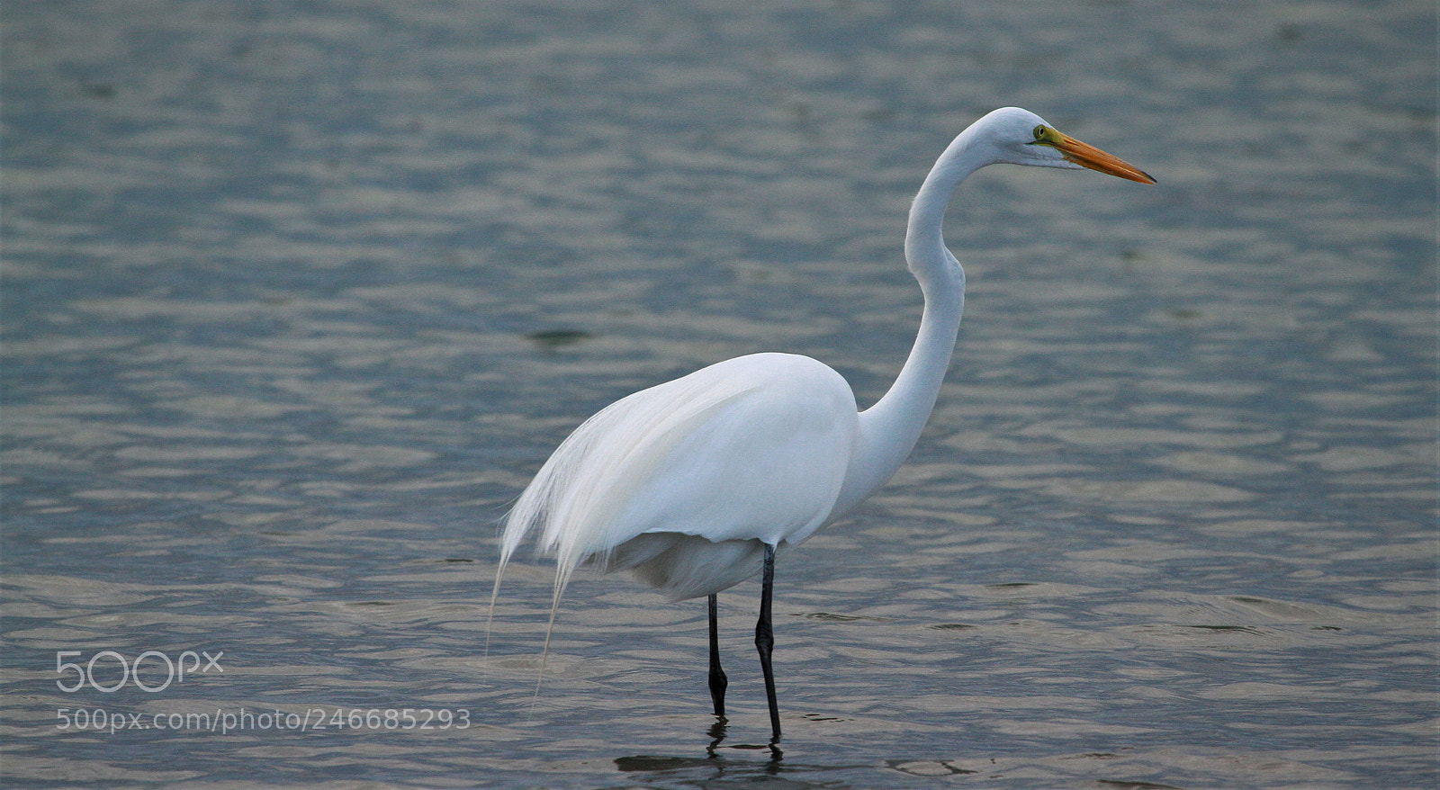 Canon EOS 7D sample photo. Great   egret- photography
