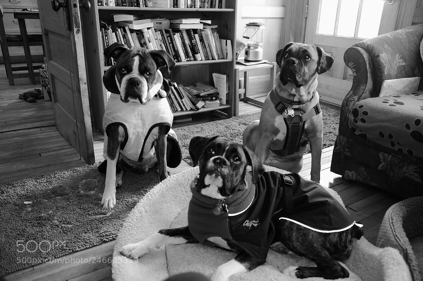 Fujifilm X70 sample photo. Dogs patiently waiting photography