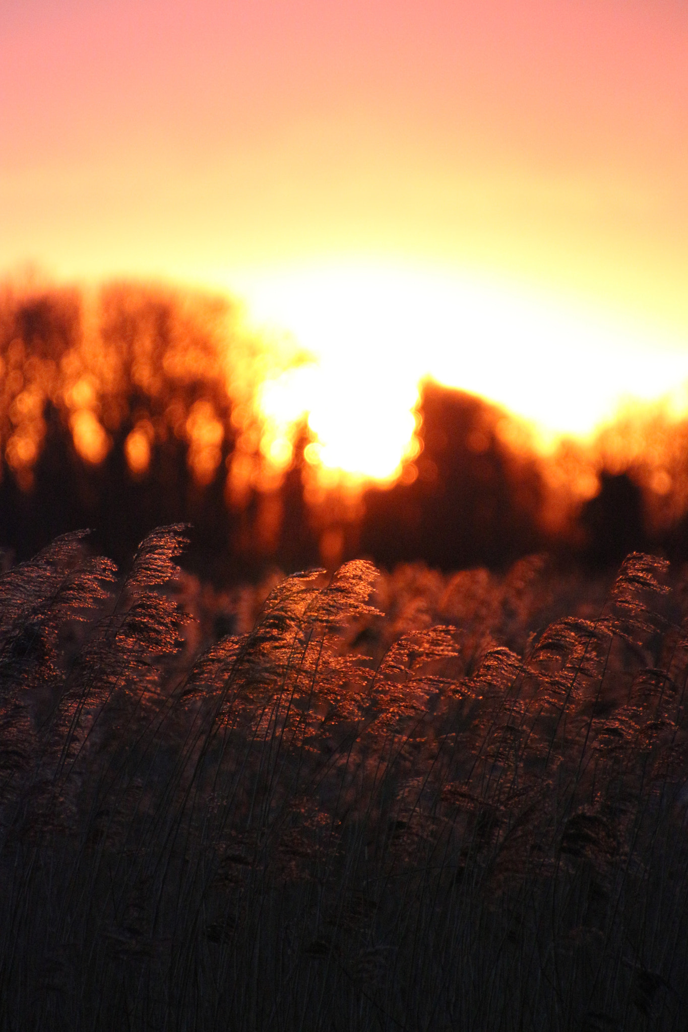 Canon EOS 650D (EOS Rebel T4i / EOS Kiss X6i) + Canon EF 300mm F2.8L IS II USM sample photo. Sunrise over reed-beds photography