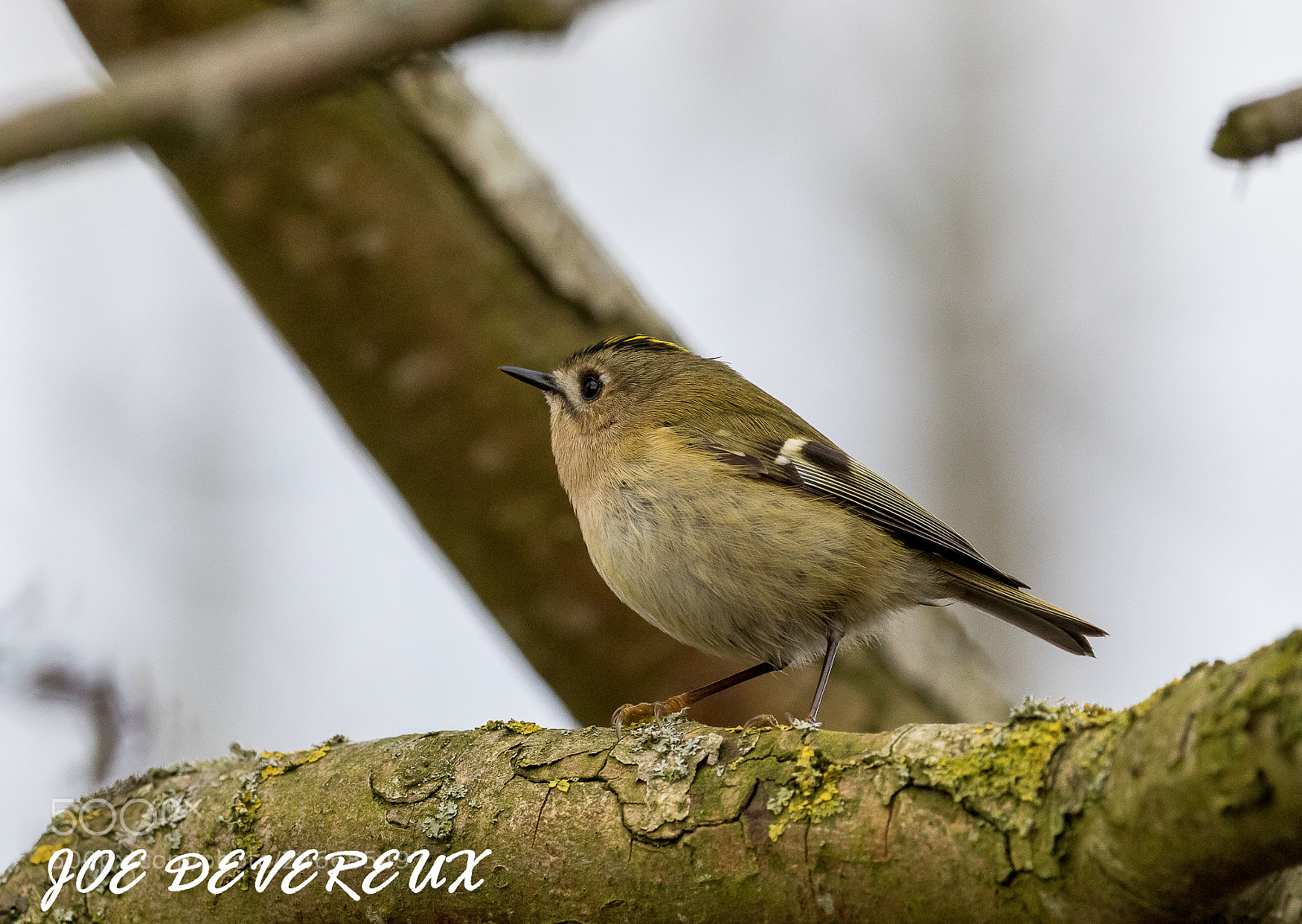 Canon EOS 7D Mark II sample photo. Goldcrest photography
