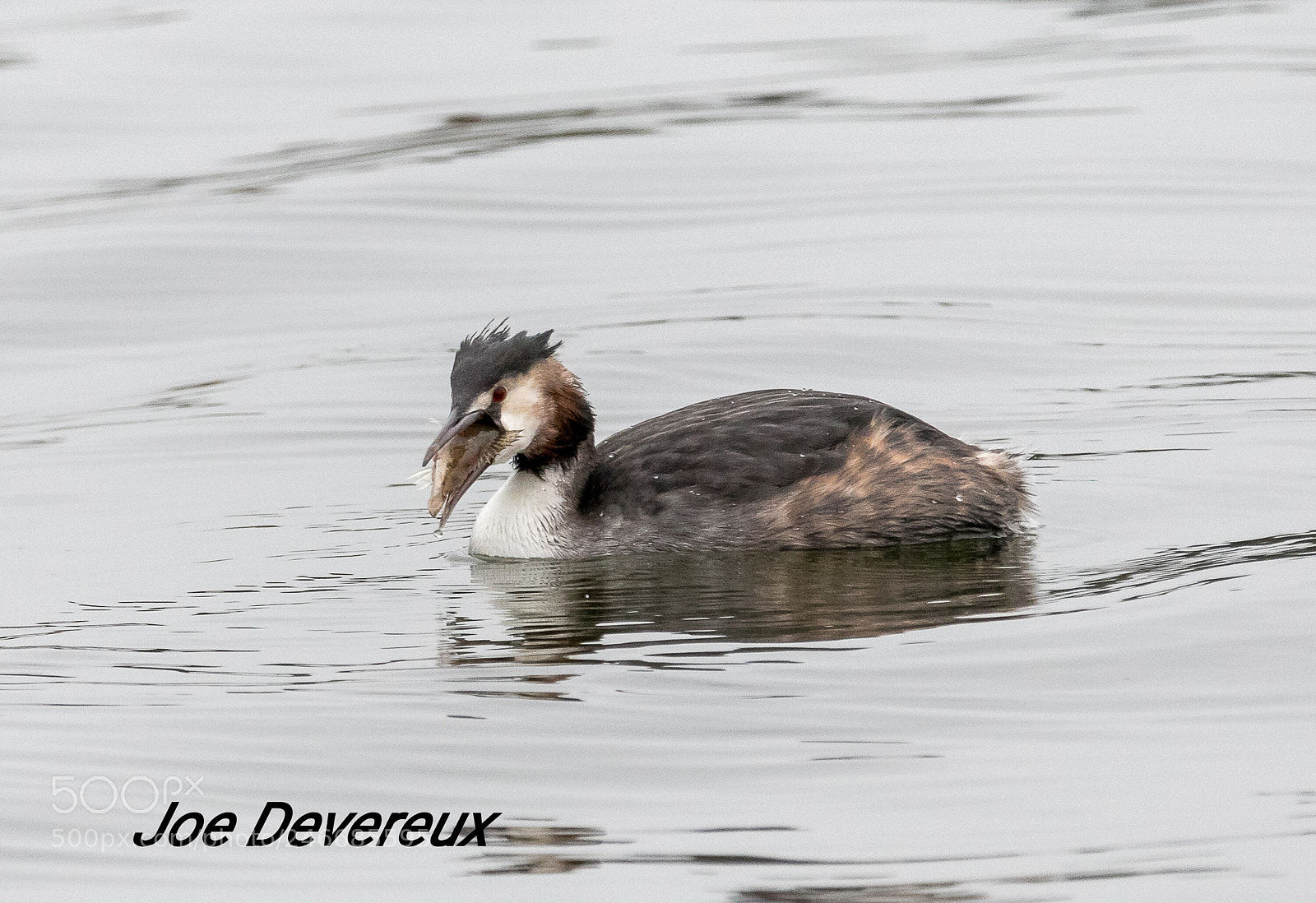 Canon EOS 7D Mark II sample photo. Great crested grebe photography